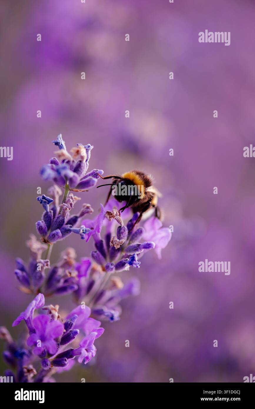 Bumblebee che impollina un fiore di lavanda in fiore, primo piano con sfondo bokeh viola. Primo piano macro di un bombus che raccoglie nettare. Colorato Foto Stock