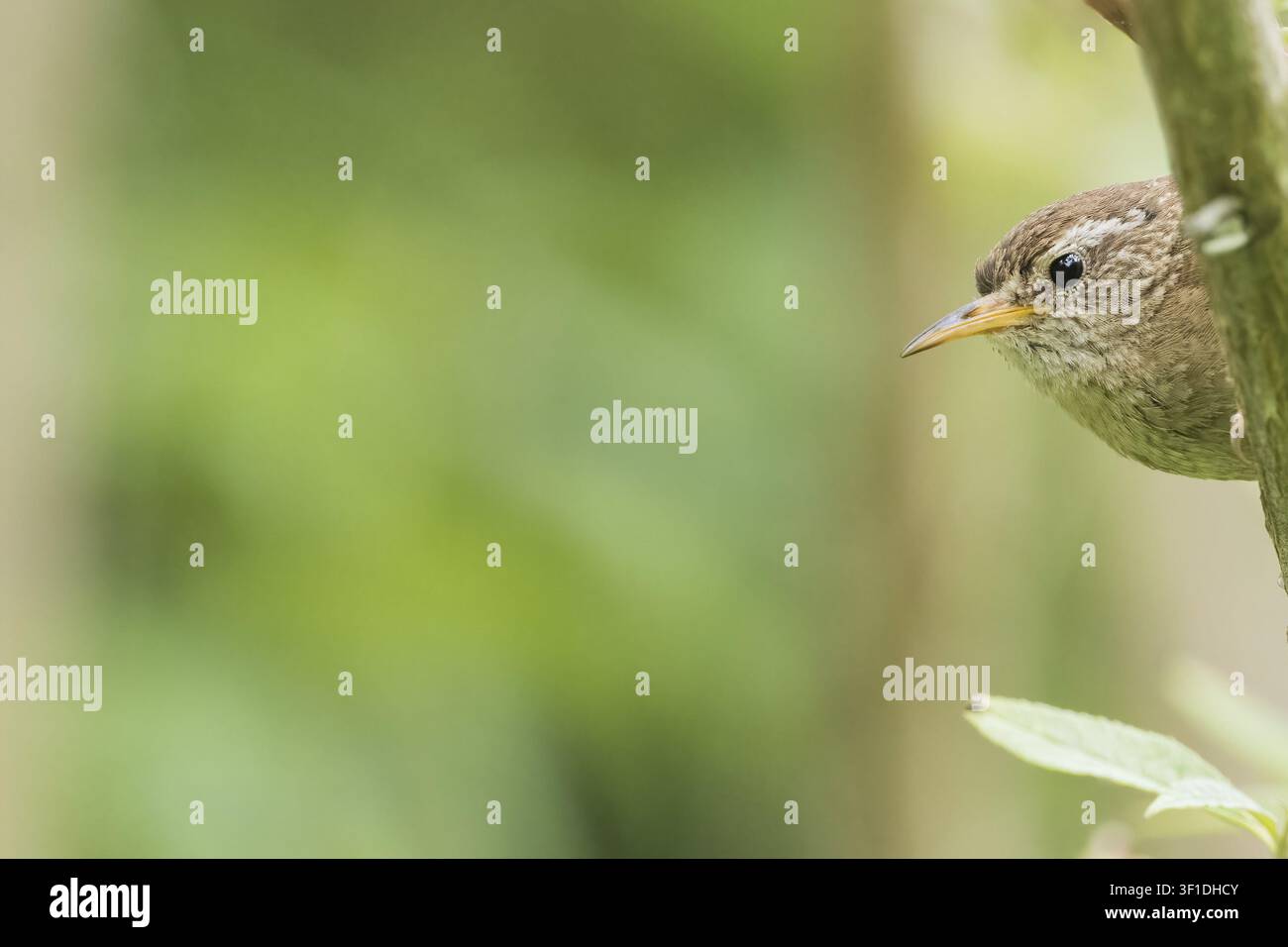 Un picchio (Troglodytes troglodytes) sbircia curioso nel fotogramma da un ramo su uno sfondo sfocato, Assia, Germania Foto Stock