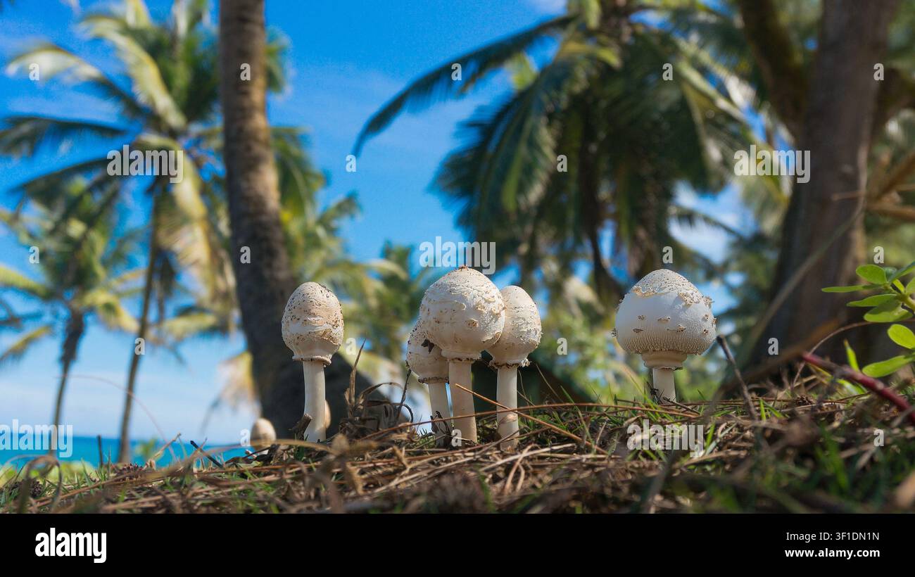 ammasso di funghi selvatici bianchi su un cumulo erboso con palme tropicali e vista sul mare Foto Stock
