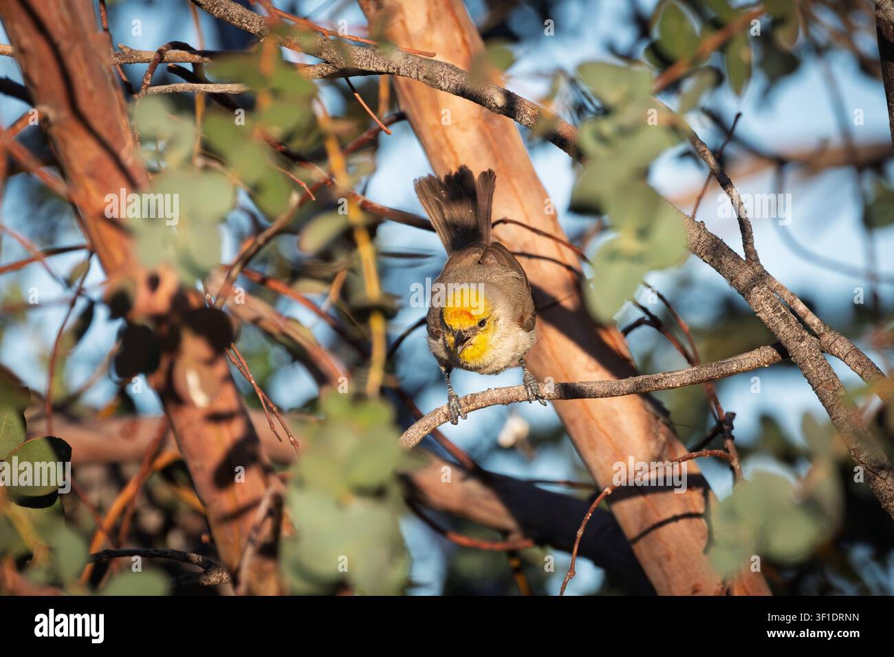 Un verdino (Auriparus flaviceps) è seduto su un albero di eucalipto alla luce del sole del mattino. Foto Stock