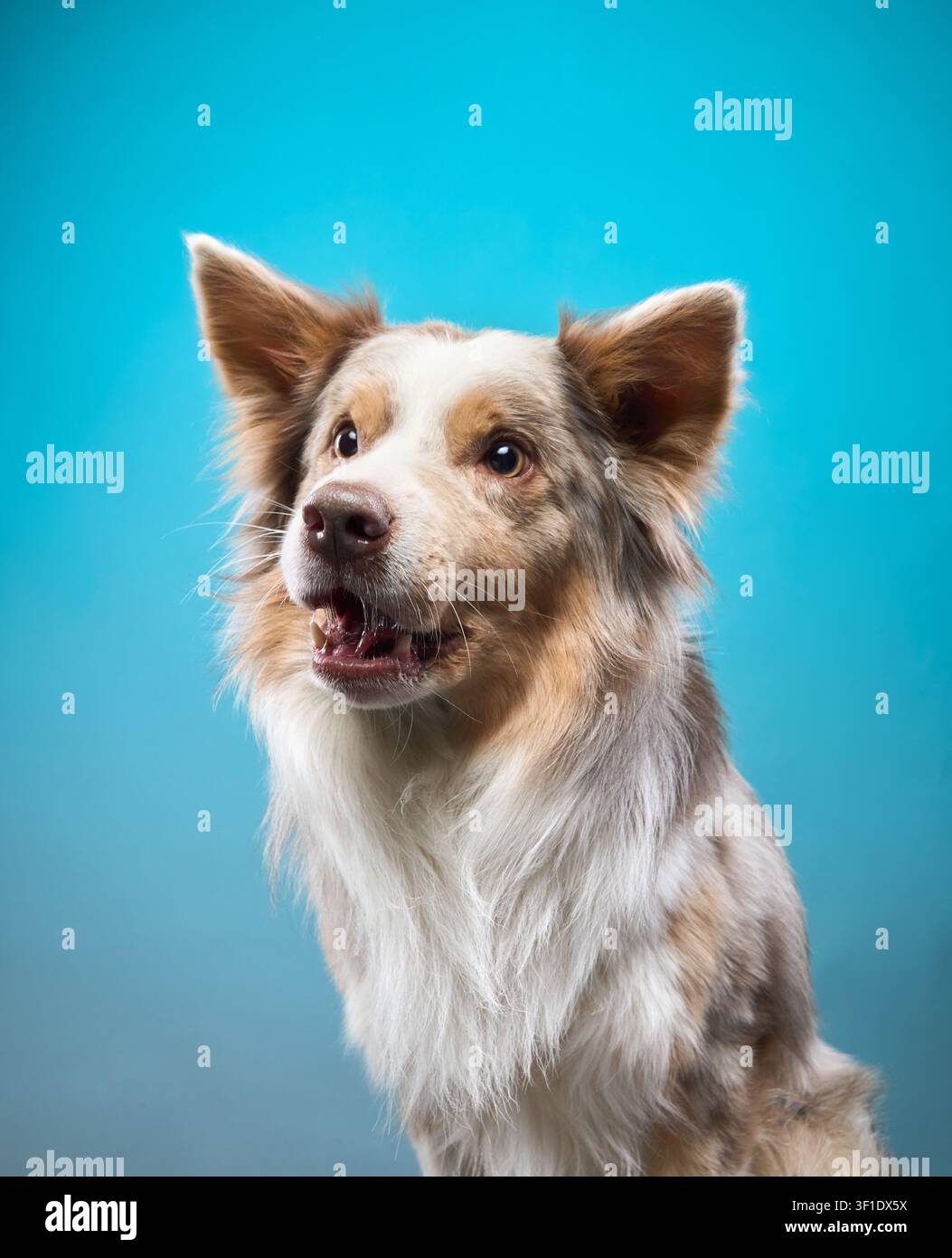 Border Collie davanti a uno sfondo blu con sguardo verso l'alto e bocca aperta. La posa energica mostra l'anticipazione durante un momento interattivo. Foto Stock