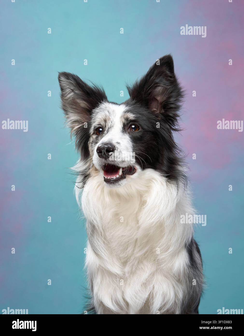 Border Collie seduto tranquillamente con un viso felice davanti a uno sfondo sfumato blu e rosa. L'atmosfera calma contrasta con uno sguardo gioioso. Foto Stock