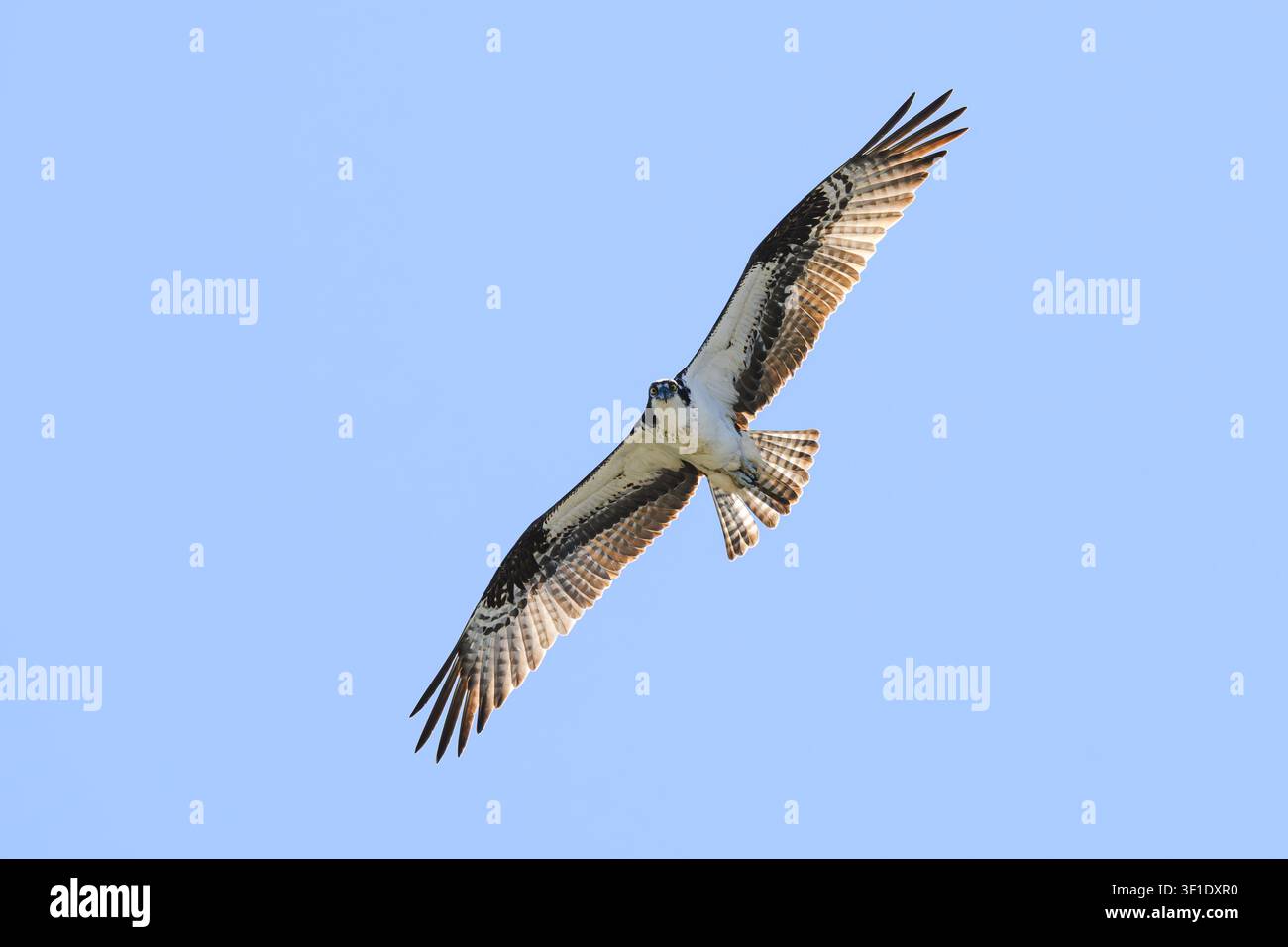 L’osprey Pandion haliaetus caccia con le ali spiegate e i dettagli delle piume contro il cielo azzurro, vista dal punto di osservazione Foto Stock