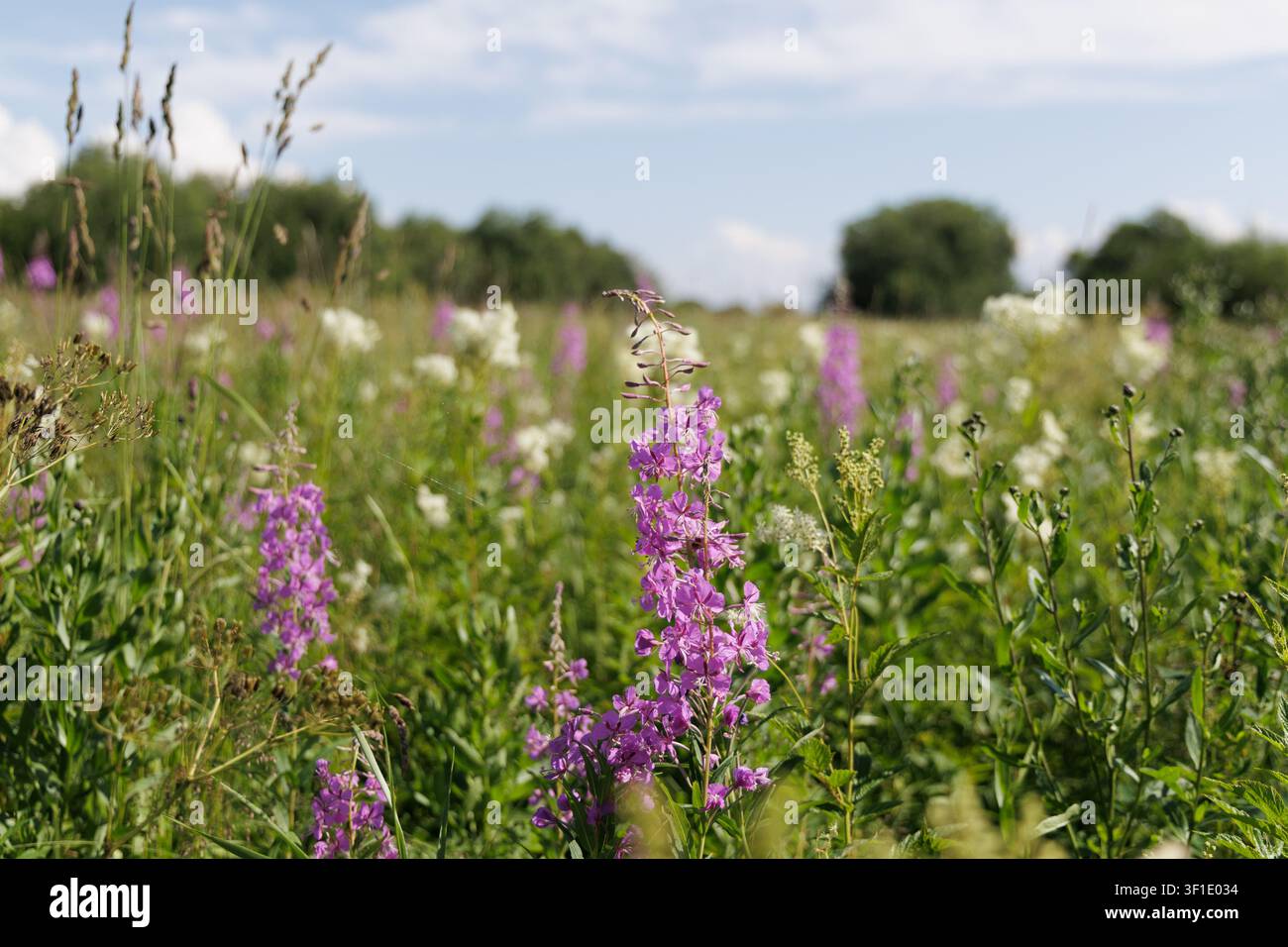 Prato in fiore estivo. Primo piano di fiori di erica viola circondati da erba verde. Diversità floreale di un prato estivo. Natura nordica. Foto Stock