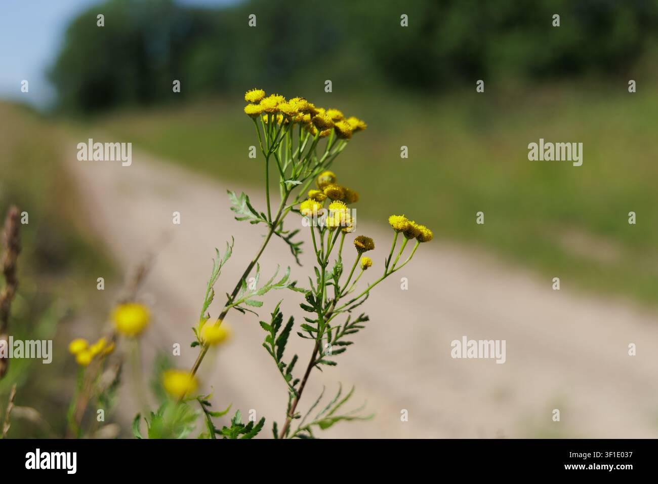 Prima vista di tanaceto (Tanacetum) su una strada di campagna sfocata sotto un cielo sereno. Foto Stock