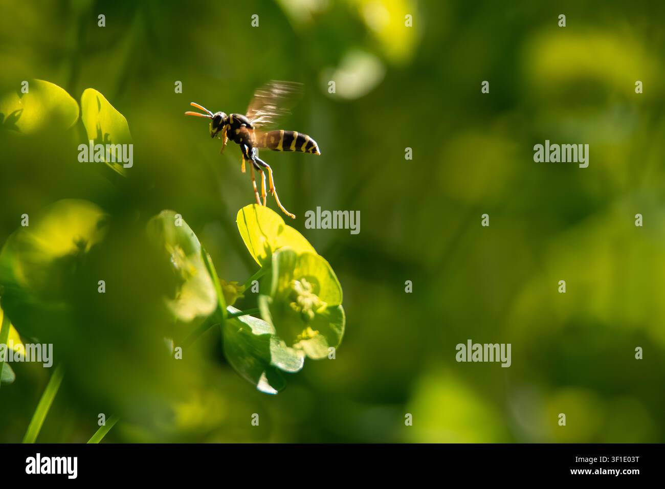 Vespa cartaria europea (polistes gallicus) in volo Foto Stock