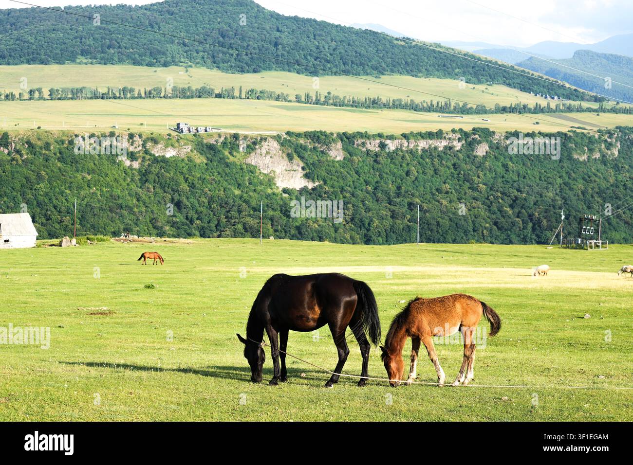 I cavalli pascolano su un ampio e ondulato plateau verde che si affaccia su un profondo canyon con scogliere boschive sullo sfondo. Lori, Armenia. Foto Stock