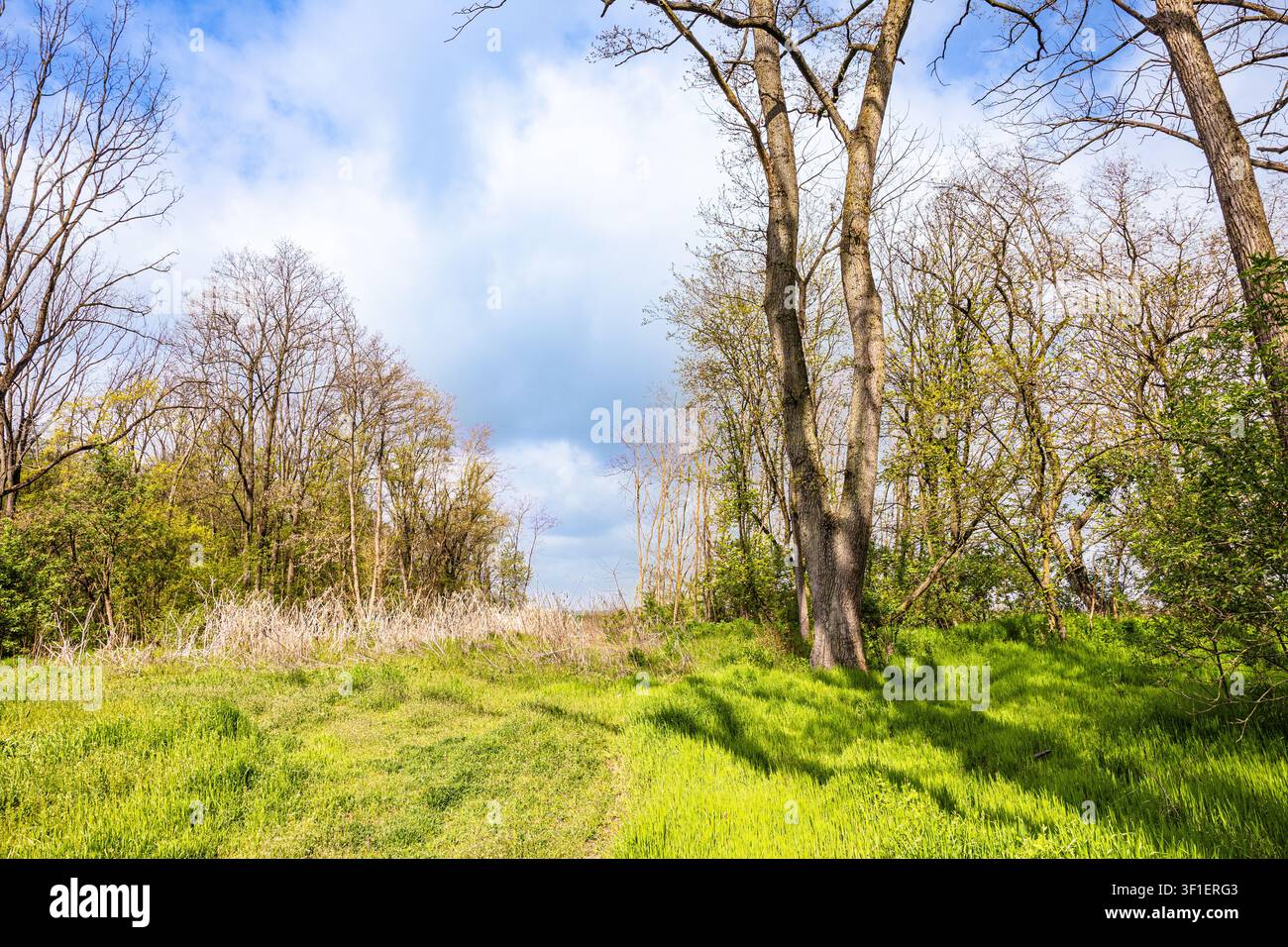 Prato verde illuminato dal sole si estende fino al bordo del bosco dove alte querce si stagliano contro un cielo azzurro con soffici nuvole, evocando la crescita primaverile, la natura calma e Foto Stock