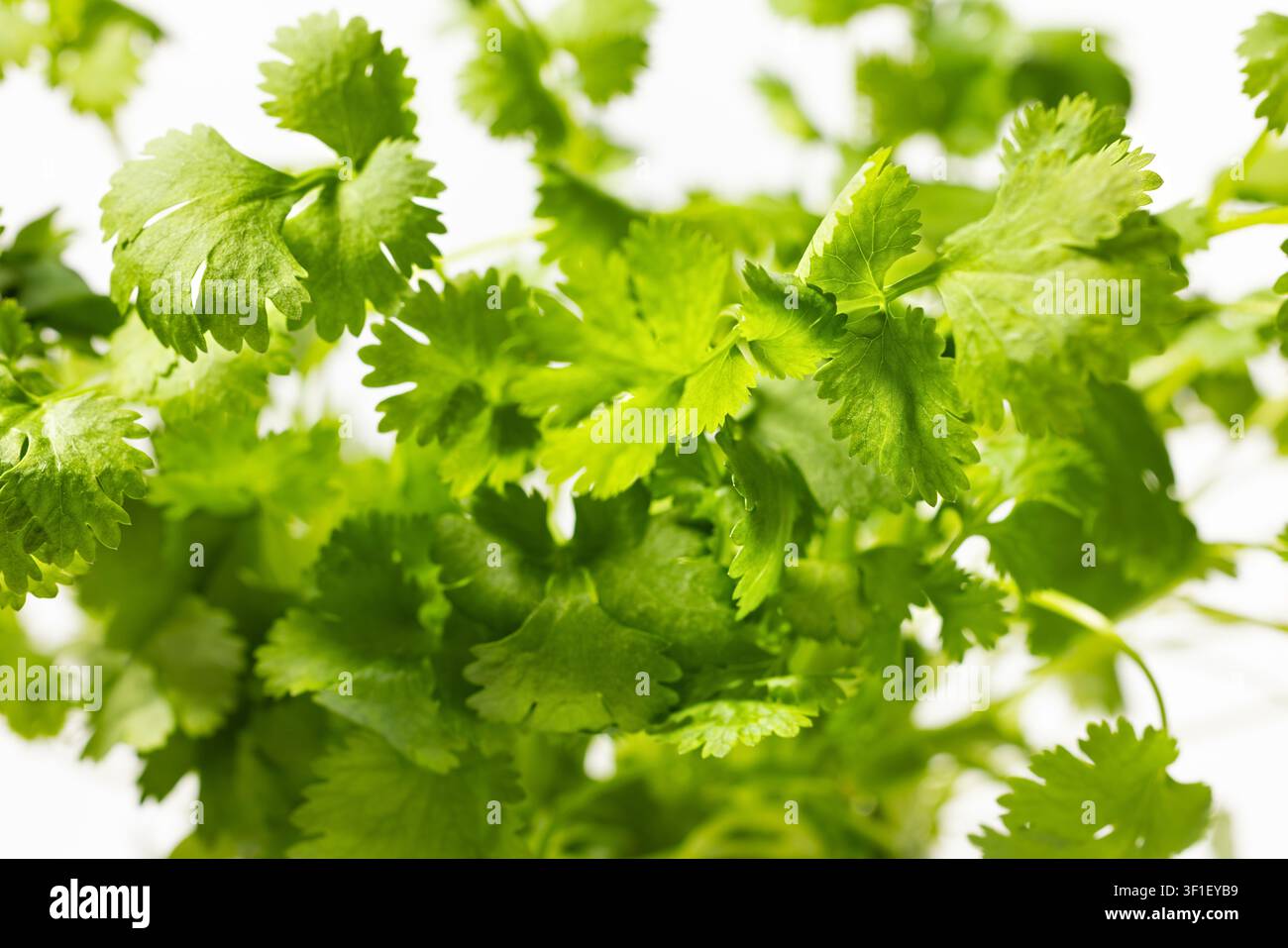 Foglie di coriandolo fresche per uso culinario e benefici naturali per la salute Foto Stock
