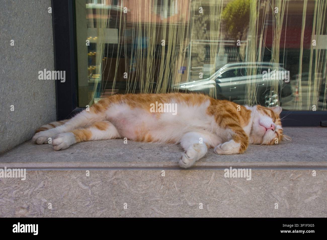 Un gatto di strada nel distretto di Sultanahmet a Fatih, Istanbul, Turkiye. Tabby zenzero e bianco, una neo-mamma, che ha recentemente partorito, si gode un po’ di me-time Foto Stock