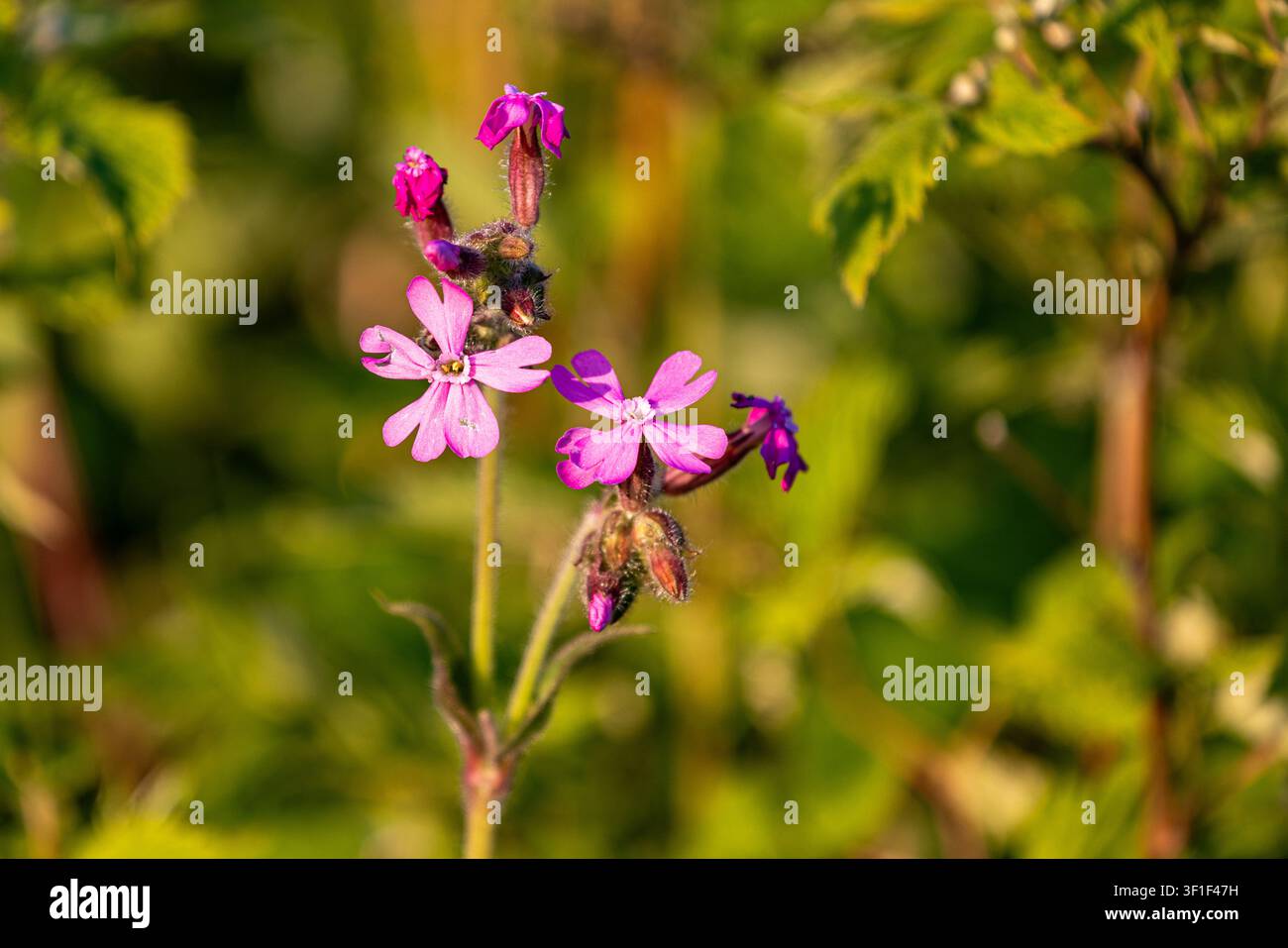 Fiori rosa sbocciano su uno stelo sottile contro uno sfondo verde morbido. La luce del sole filtra attraverso il fogliame frondoso, creando ombre delicate. Petali delicati incorniciano Foto Stock