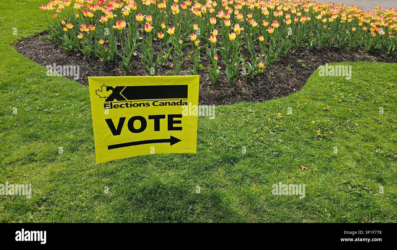 Un cartello di voto direzionale di Elections Canada si trova su un prato verde davanti a un'aiuola con tulipani gialli e rossi durante un'elezione primaverile. Foto Stock