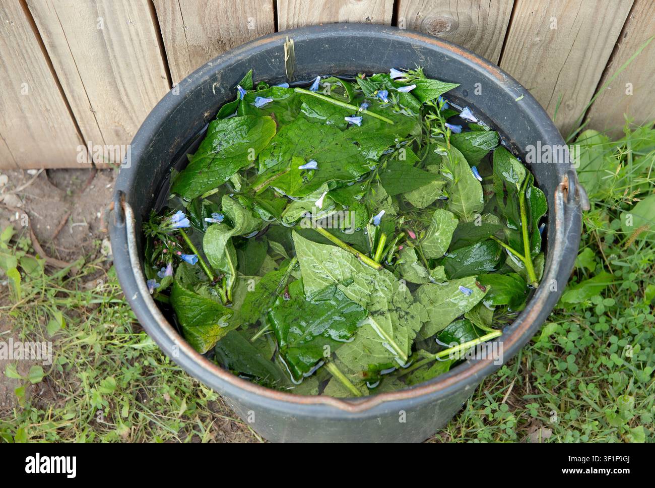 Il giardiniere prepara un'infusione di Symphytum asperum, consoud rugosa o consoud spinosa, in un secchio. Rami di piante con acqua per un fertilizzante organico naturale. Foto Stock