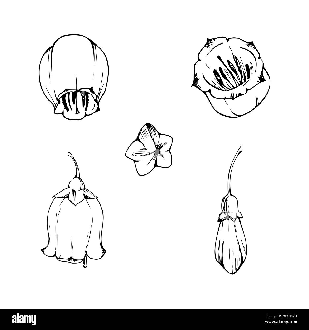 Fiori a forma di campana di erica, bacche di bosco, fiori a forma di urna. Elemento singolo isolato disegnato a mano in inchiostro vettoriale. Studi di tassonomia vegetale Illustrazione Vettoriale