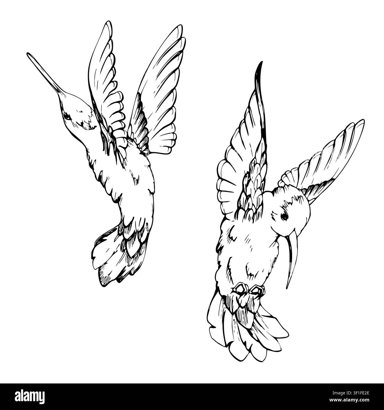 Colibrì-Colibrì che volteggia in volo con piume eleganti, becco lungo, movimento grazioso delle ali. Oggetto singolo isolato illustrazione disegnata a mano in Illustrazione Vettoriale