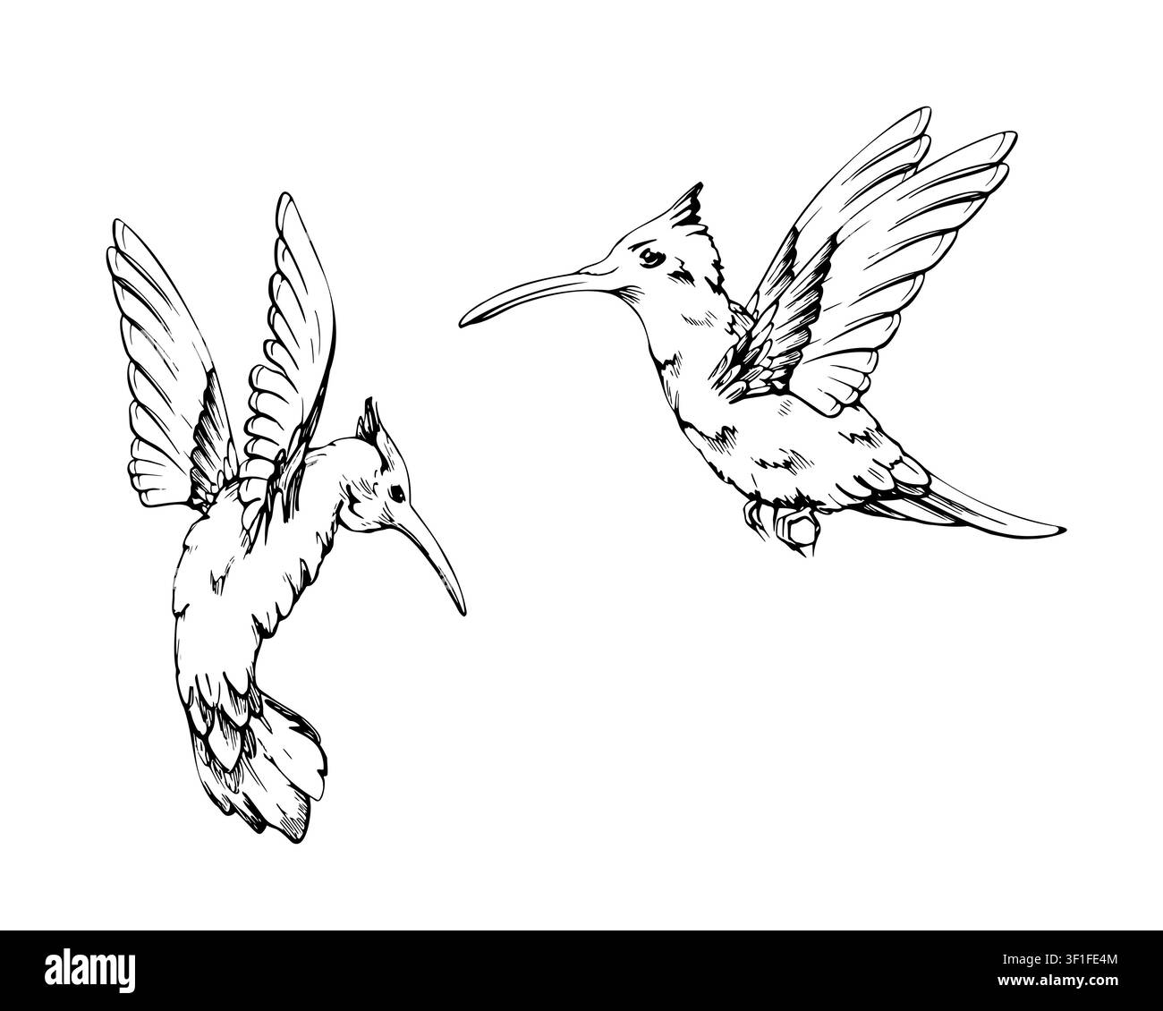 Uccello colibrì esotico in posa dinamica di volo, giardini tropicali, habitat della foresta pluviale. Illustrazione isolata di un singolo oggetto disegnata a mano in inchiostro vettoriale Illustrazione Vettoriale