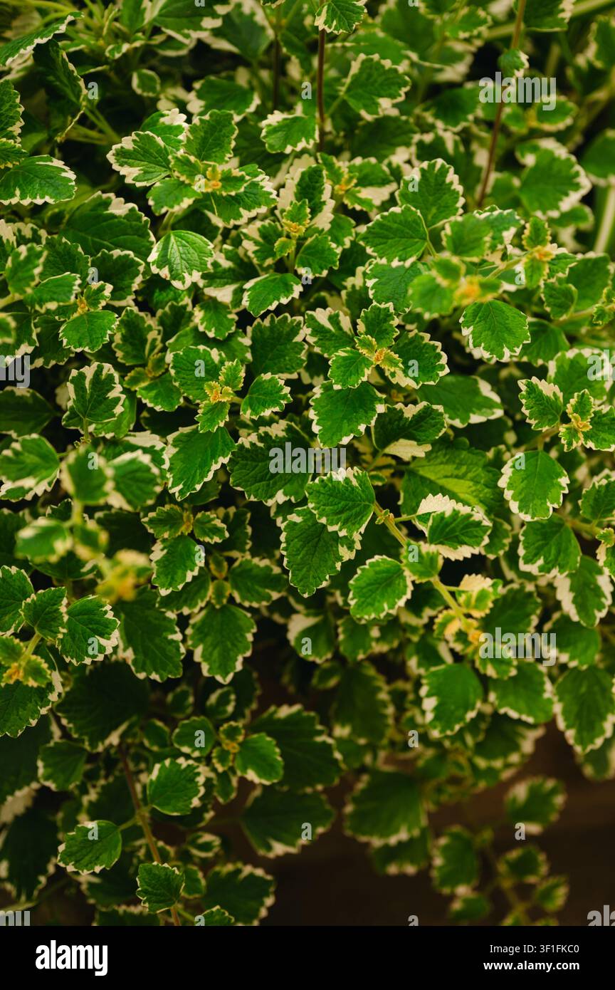 Foglie verdi variegate con bordi crema netti Foto Stock