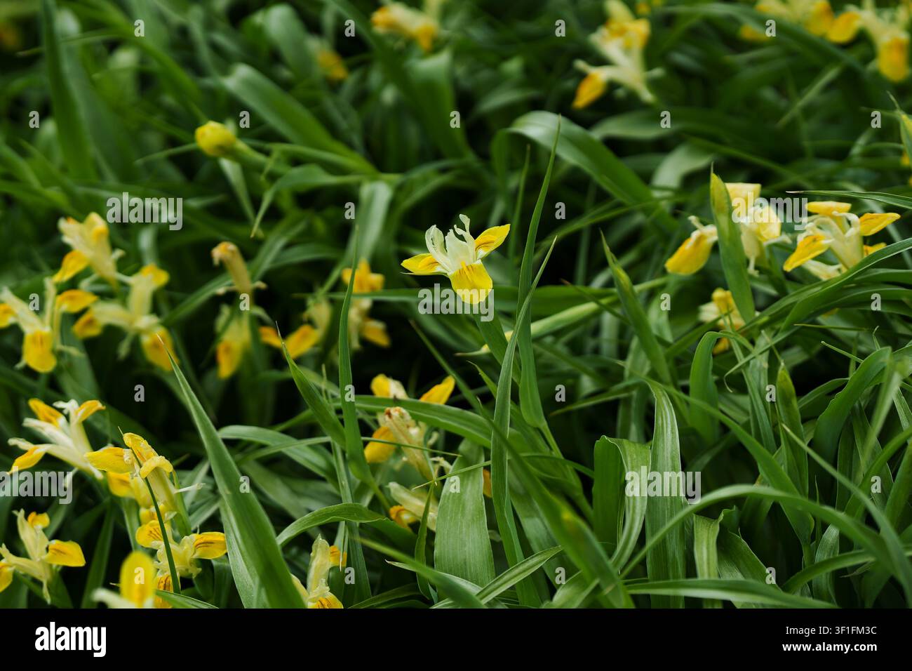 Hollandica YellowWhite Iris (Iris olandese) — una pianta perenne a bulbo. Foto Stock