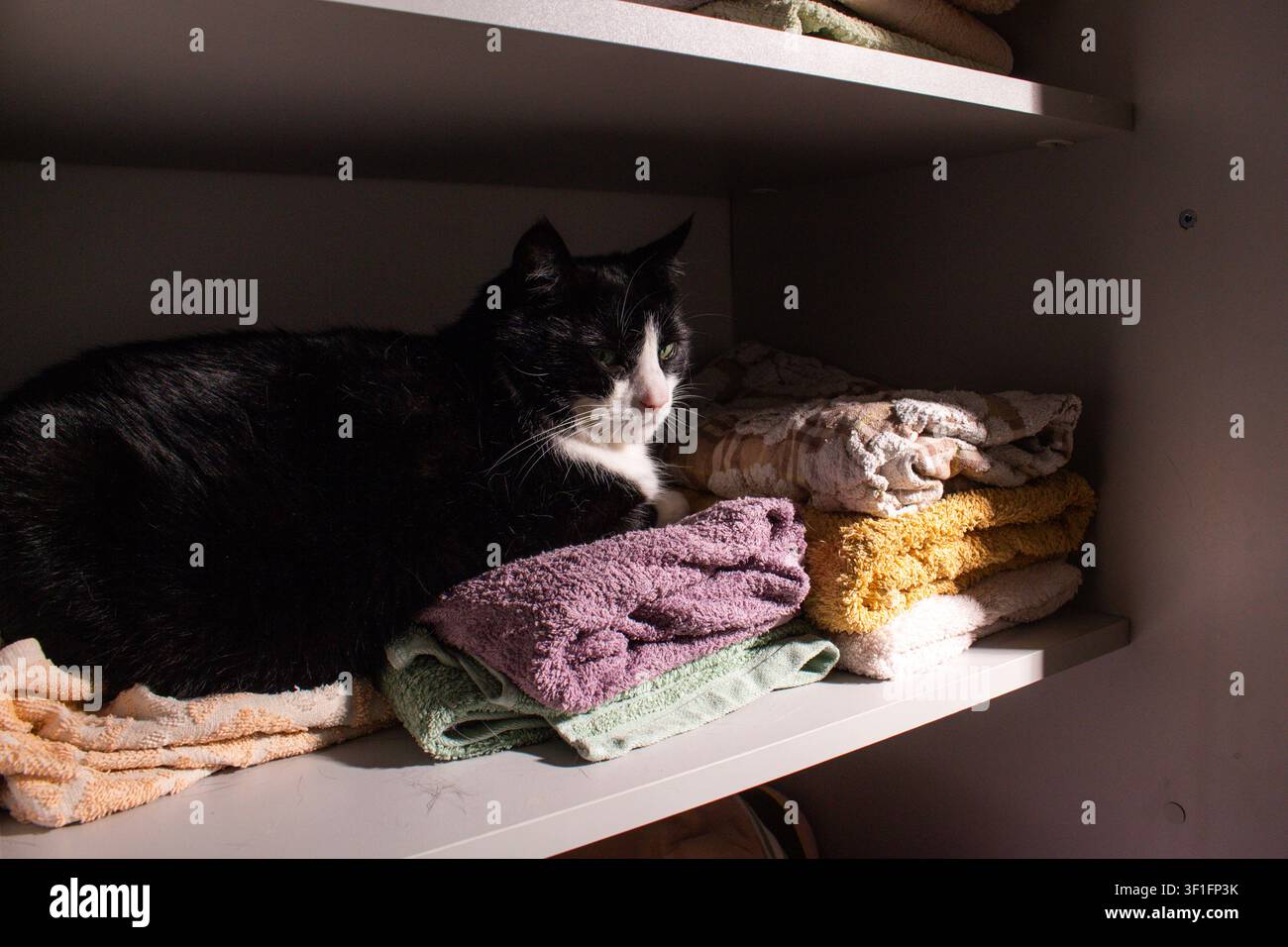 Gatto bianco e nero seduto all'interno dell'armadio su asciugamani da bagno. Comfort puro. La vita domestica con il gatto significa condividere ogni angolo accogliente. Comportamento felino con me Foto Stock