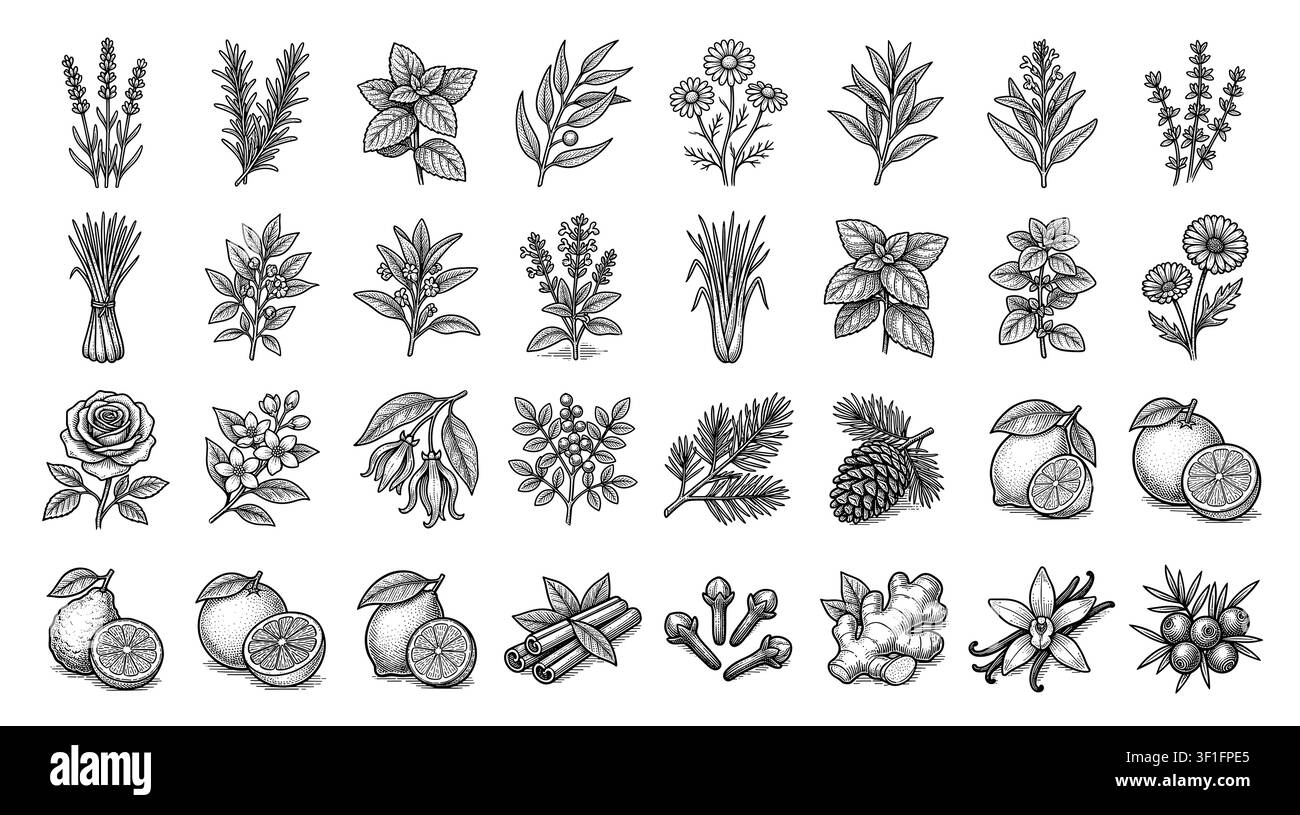 Icone di piante di oli essenziali che mostrano erbe, frutti e fiori su una griglia. Illustrazione Vettoriale