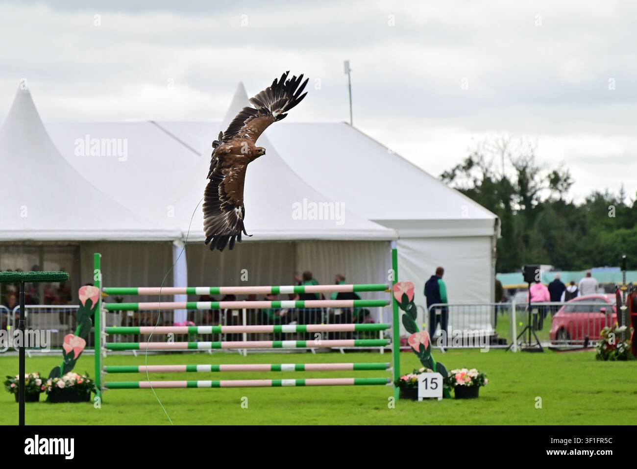 Spettacolo di falconeria alla Royal Lancashire Agricultural Show, 2026 Foto Stock