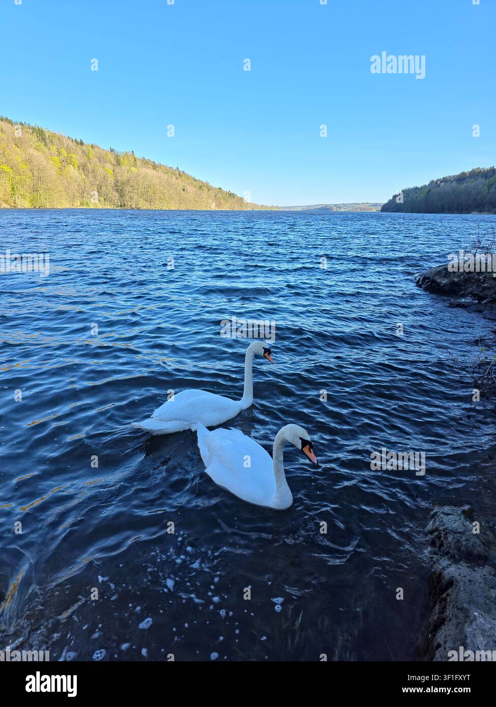 Due cigni bianchi che nuotano su un lago calmo con riva boschiva e acqua blu. Fauna acquatica dolce di pace alla luce naturale del giorno. Foto Stock