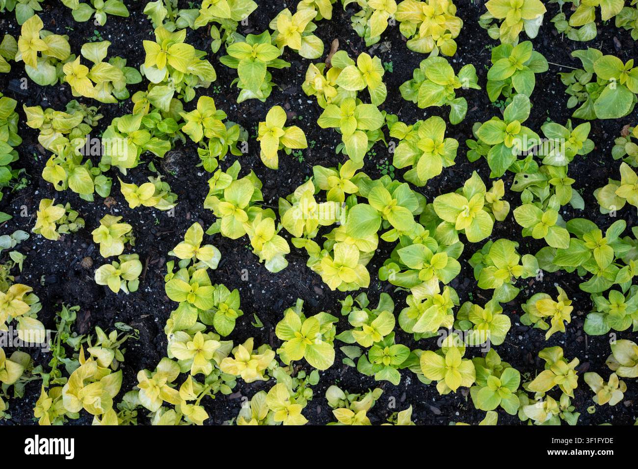 Vista dall'alto di giovani piante di un verde lime brillante che crescono fitte in un terreno scuro. Fogliare chartreuse di Coleus o piante ornamentali simili in un giardino. Foto Stock