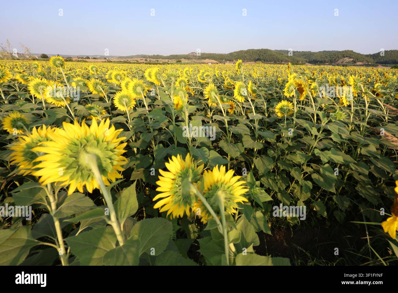Vista ad angolo alto di un campo di girasoli con le teste dei fiori rivolte all'indietro Foto Stock