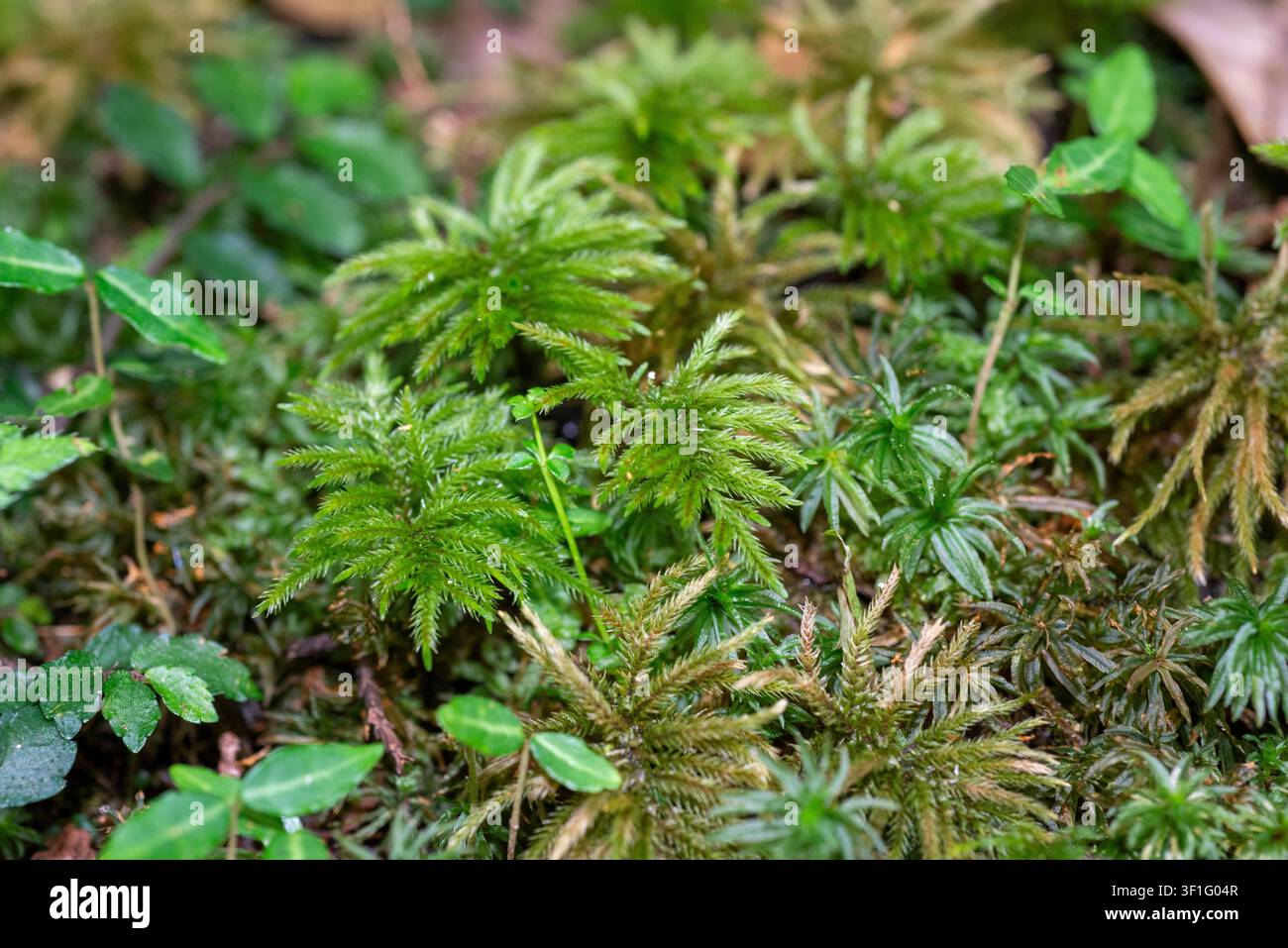 *Climacium japonicum* (muschio arboreo) è una delle più grandi specie di muschio del Giappone. Le popolazioni della pianta selvatica sono diminuite negli ultimi anni. Foto Stock