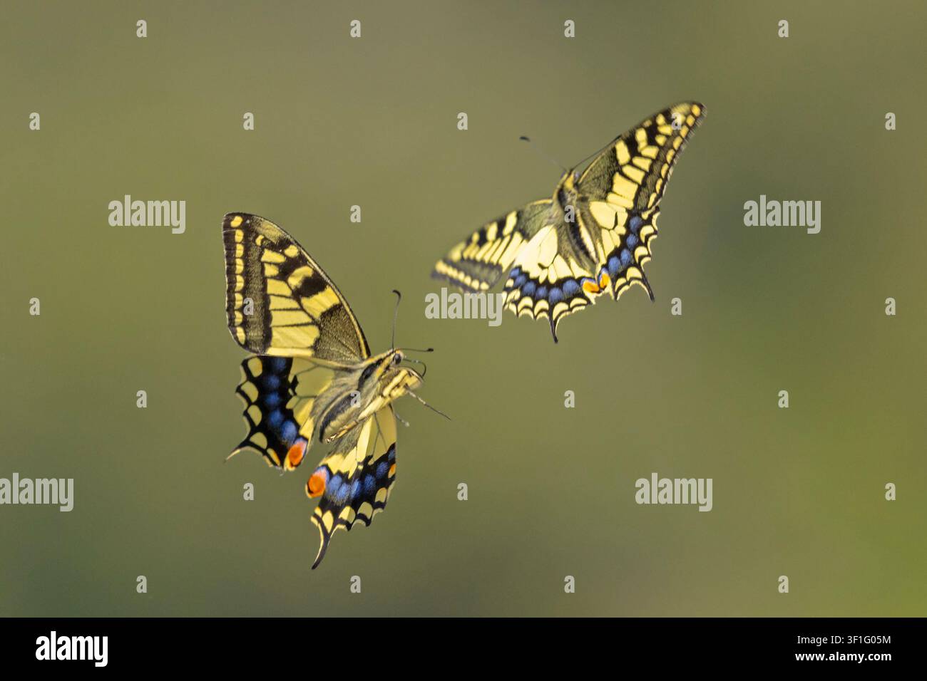 Due bellissime farfalle macaone (Papilio machaon) che interagiscono in volo a mezz'aria sull'isola di Capri, Italia Foto Stock