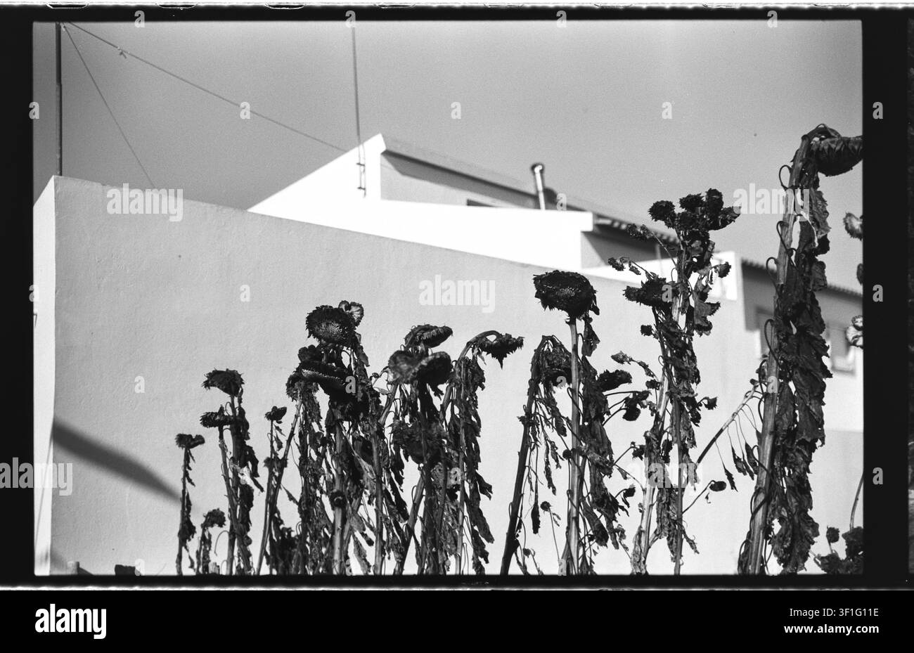 Fotografia artistica analogica in bianco e nero di steli di girasole appassiti che si ergono contro le pareti geometriche luminose di una moderna casa portoghese, enfatizza Foto Stock