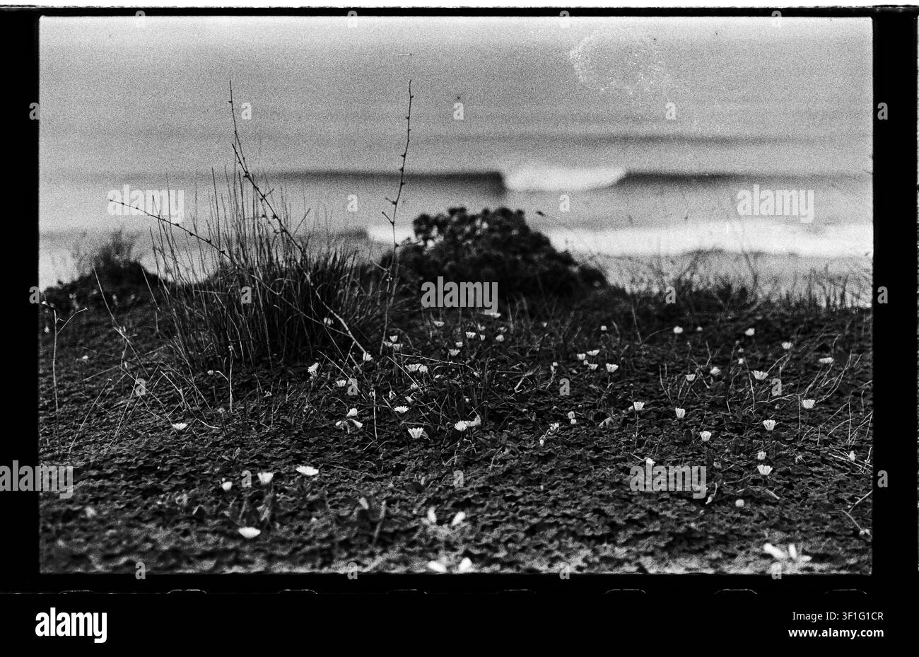 Prima piano su pellicola monocromo di vegetazione costiera bassa e minuscole fiori selvatici messi a fuoco in primo piano, con onde e linea costiera sfocate dolcemente sullo sfondo. Foto Stock