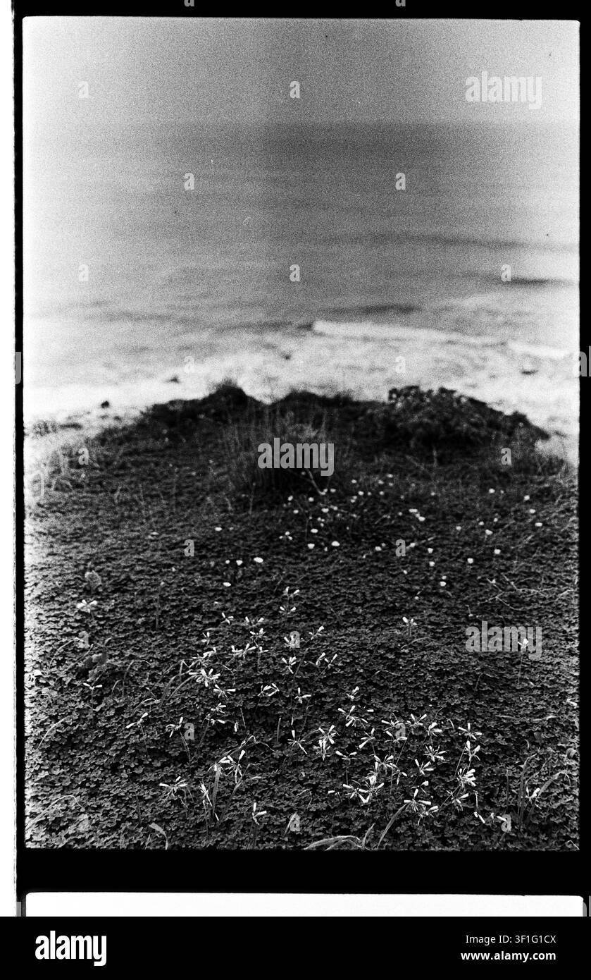 Fotografia analogica monocromatica verticale di una fitta copertura vegetale costiera e di piccoli fiori che si innalzano verso un oceano e una linea di onde dolcemente sfocate. Foto Stock