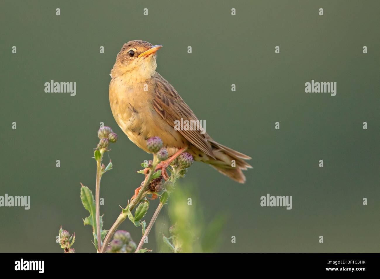 Beccacino comune (Locustella naevia) appollaiato su uno stelo di fiore selvatico, vista laterale. Fotografia naturalistica. Foto Stock