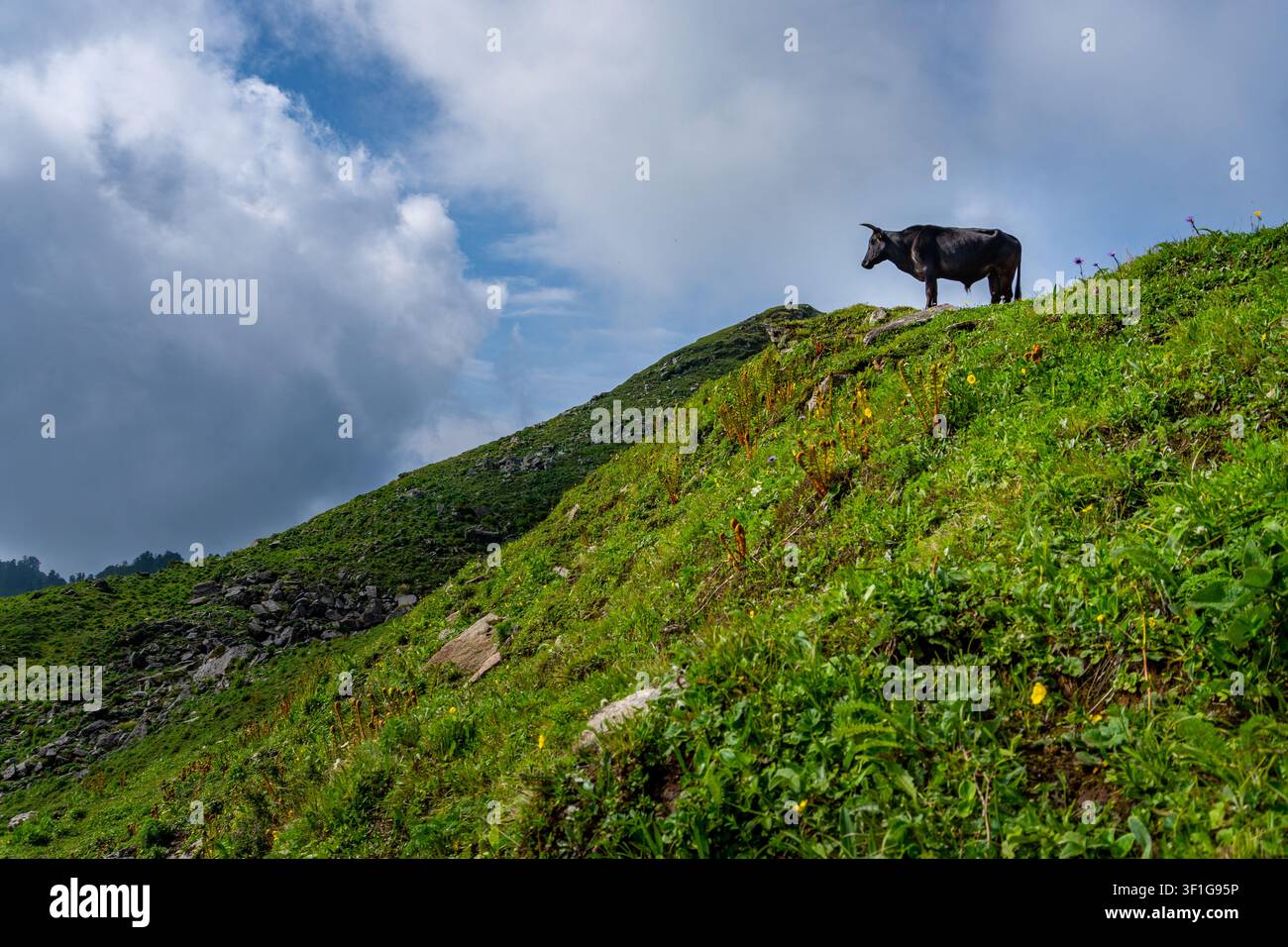 Dayara Bugyal Uttarakhand, India. Mucca nera in piedi su un pendio montuoso verde e ripido sotto un cielo nuvoloso drammatico. Paesaggio alpino tranquillo con G fresco Foto Stock