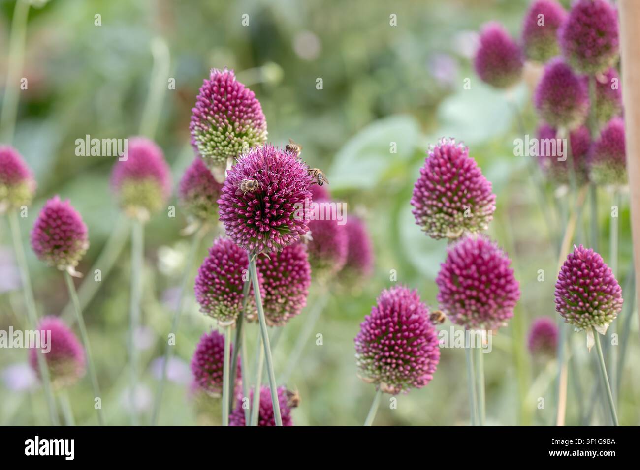 Ciuffo di cipolla a testa sferica fiorito (Allium sphaerocephalon). Foto Stock