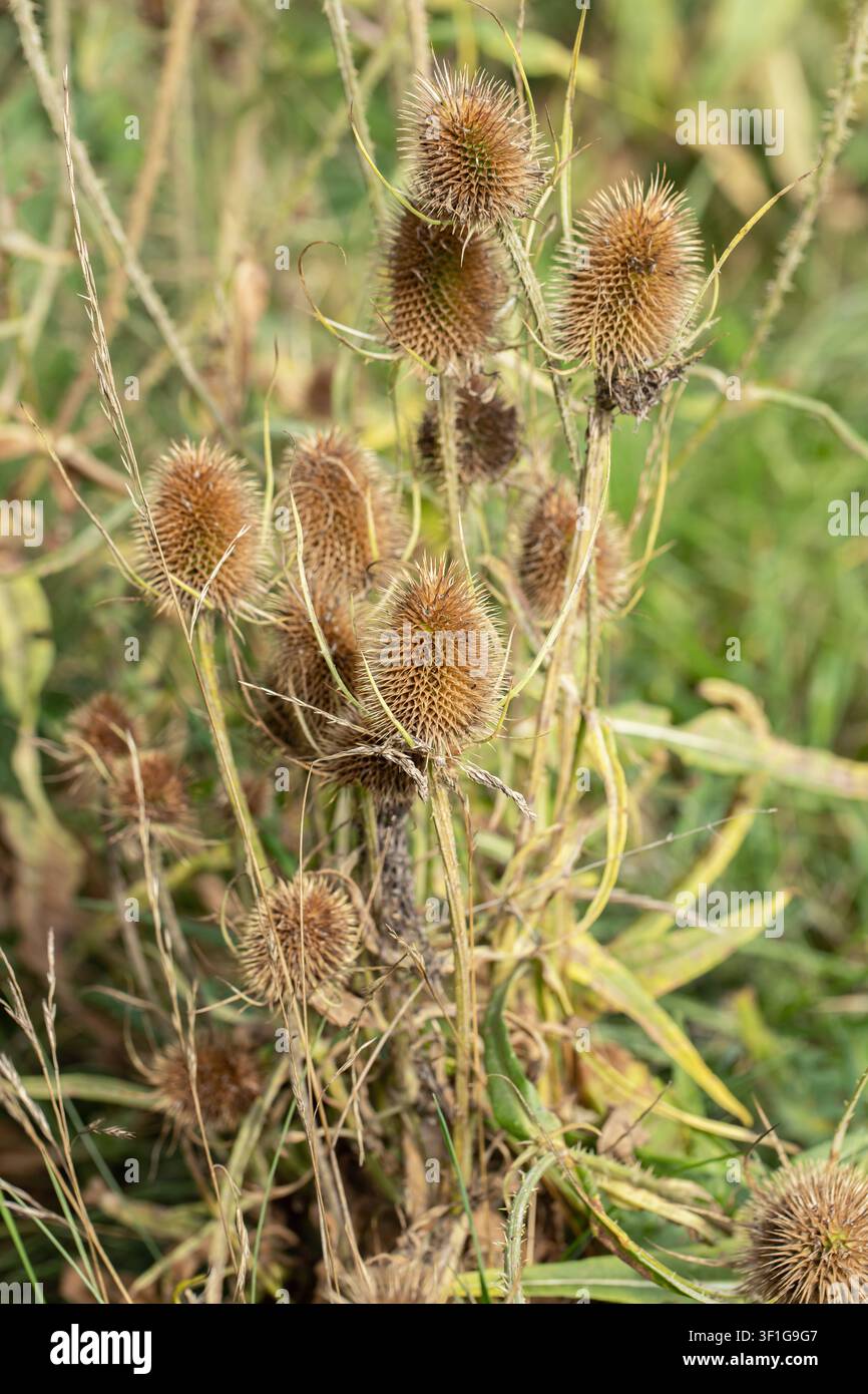 Capituli di fiori secchi e spinosi della cardo selvatico (Dipsacus fullonum). Foto Stock