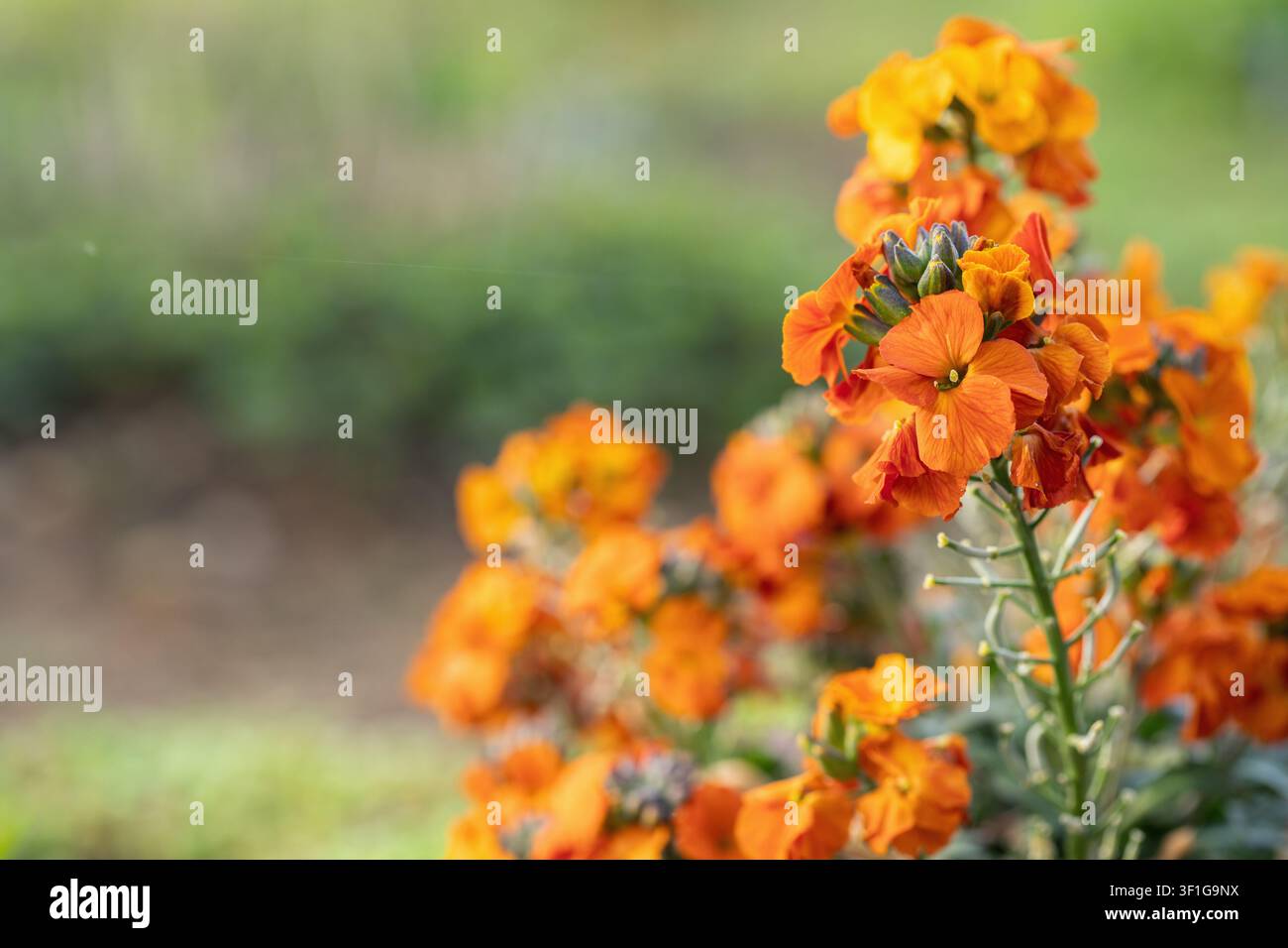 Erysimo a fiori arancioni (Erysimum cheiri). Spazio per il tuo testo. Foto Stock