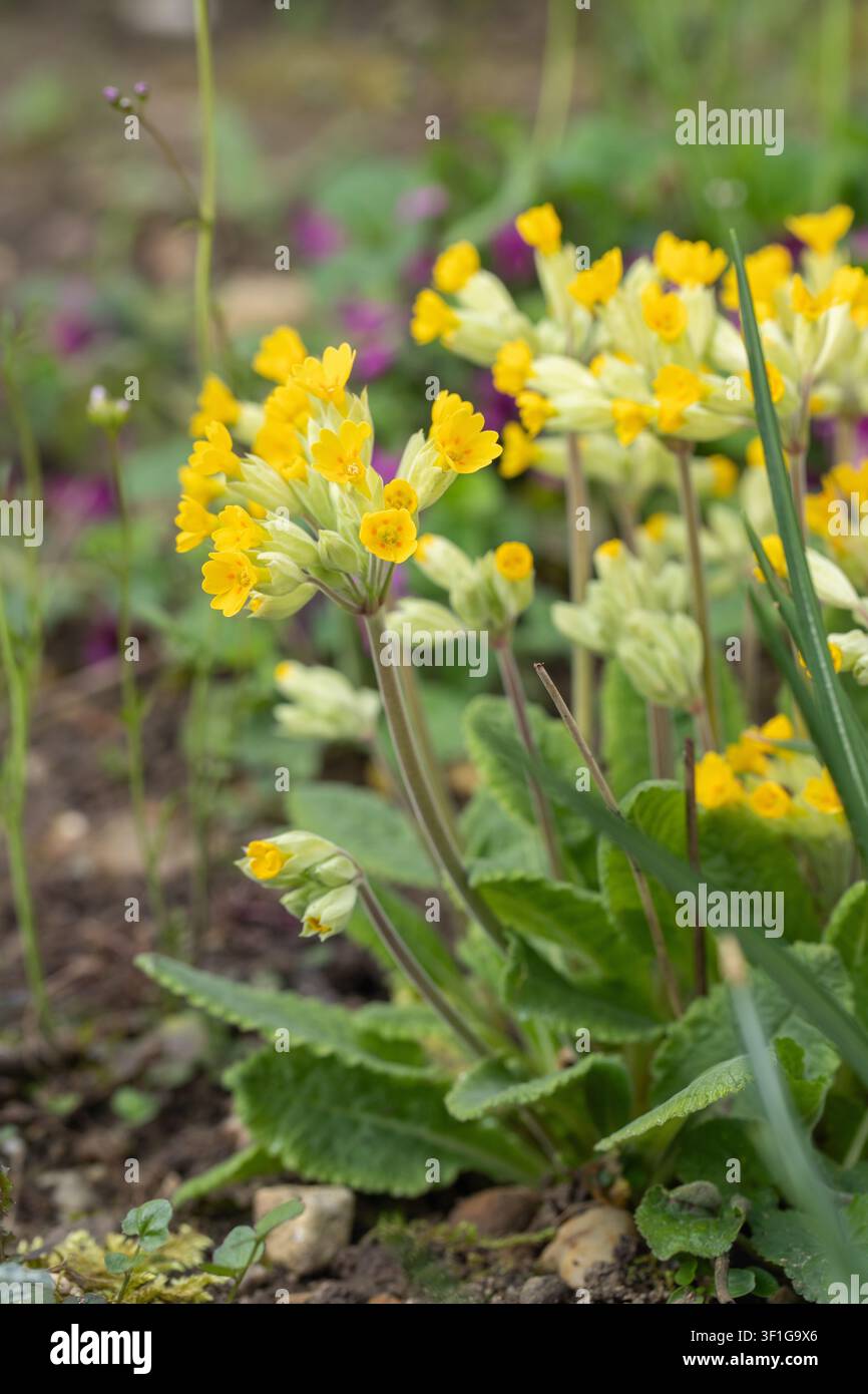 Cowslip fiori (Primula veris). Foto Stock