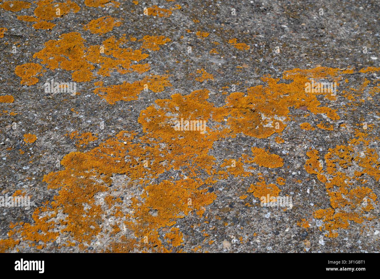 Purfleet, Essex. "Lice comune arancione" (Xanthoria parietina), lichene a raggiera, sul cemento fluviale Foto Stock