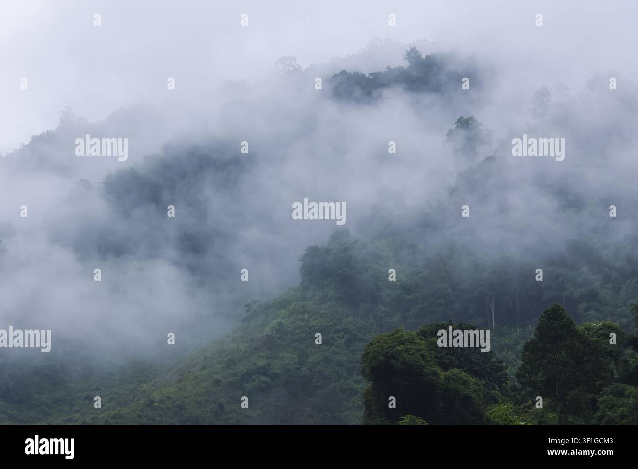 Una foresta nebbiosa nebbia di montagna nuvola albero sempreverde collina montagna tropicale mattina paesaggio nebbioso atmosferico Foto Stock