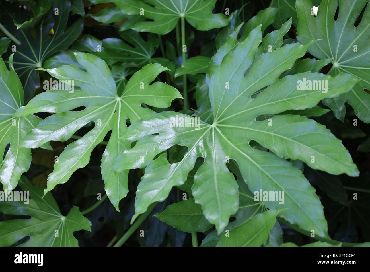 Aralia giapponese, pianta di carta a foglia lucida, grandi foglie palmate lucide, 7–9 lobi digitati (Fatsia-japonica) (primo piano, tropicale, esotico) Foto Stock