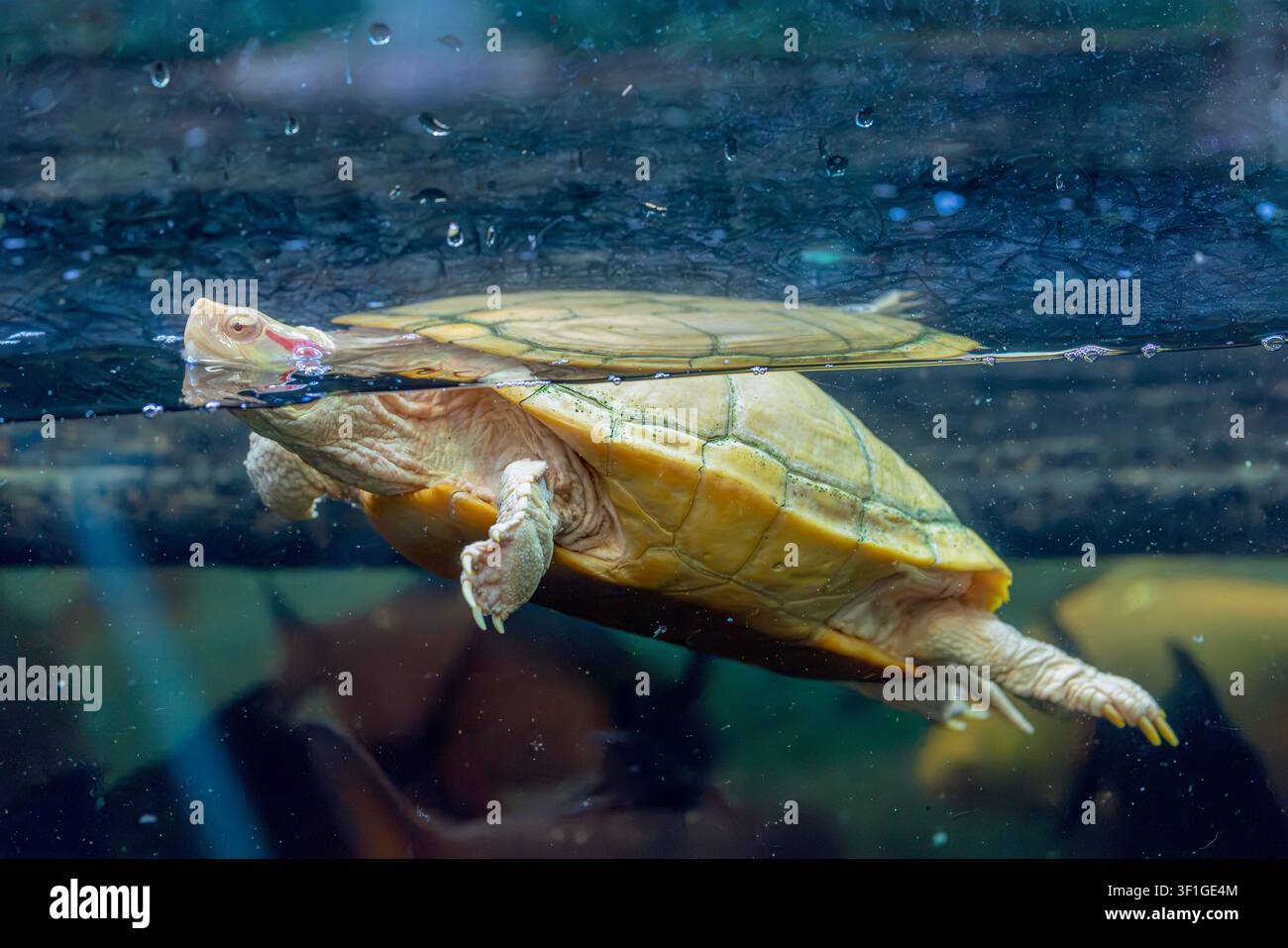 l'immagine in primo piano di una tartaruga dalle orecchie rosse albina (Trachemys scripta elegans). È disponibile in diverse morfologie di colore ed è disponibile anche come la m Foto Stock