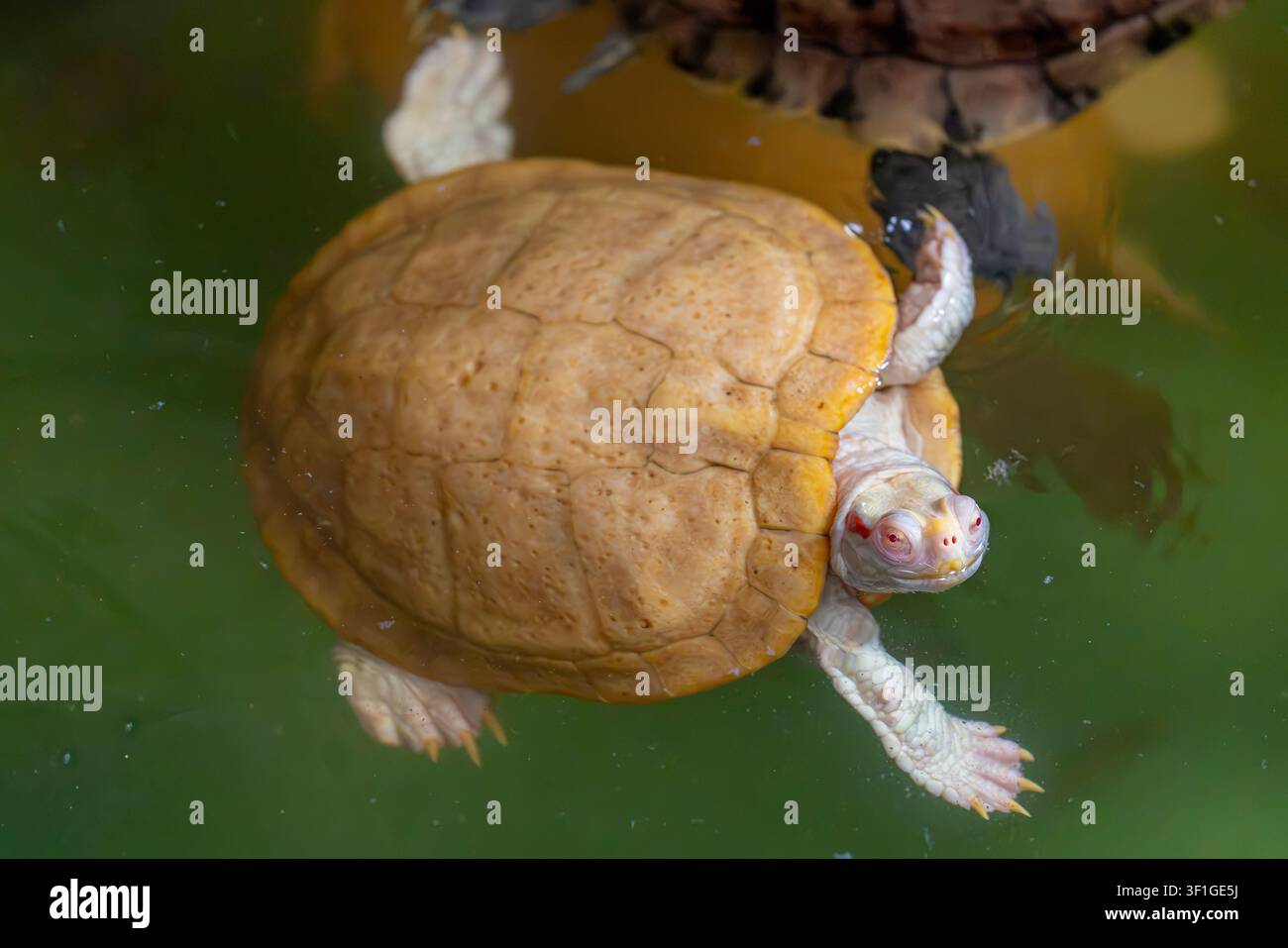 l'immagine in primo piano di una tartaruga dalle orecchie rosse albina (Trachemys scripta elegans). È disponibile in diverse morfologie di colore ed è disponibile anche come la m Foto Stock
