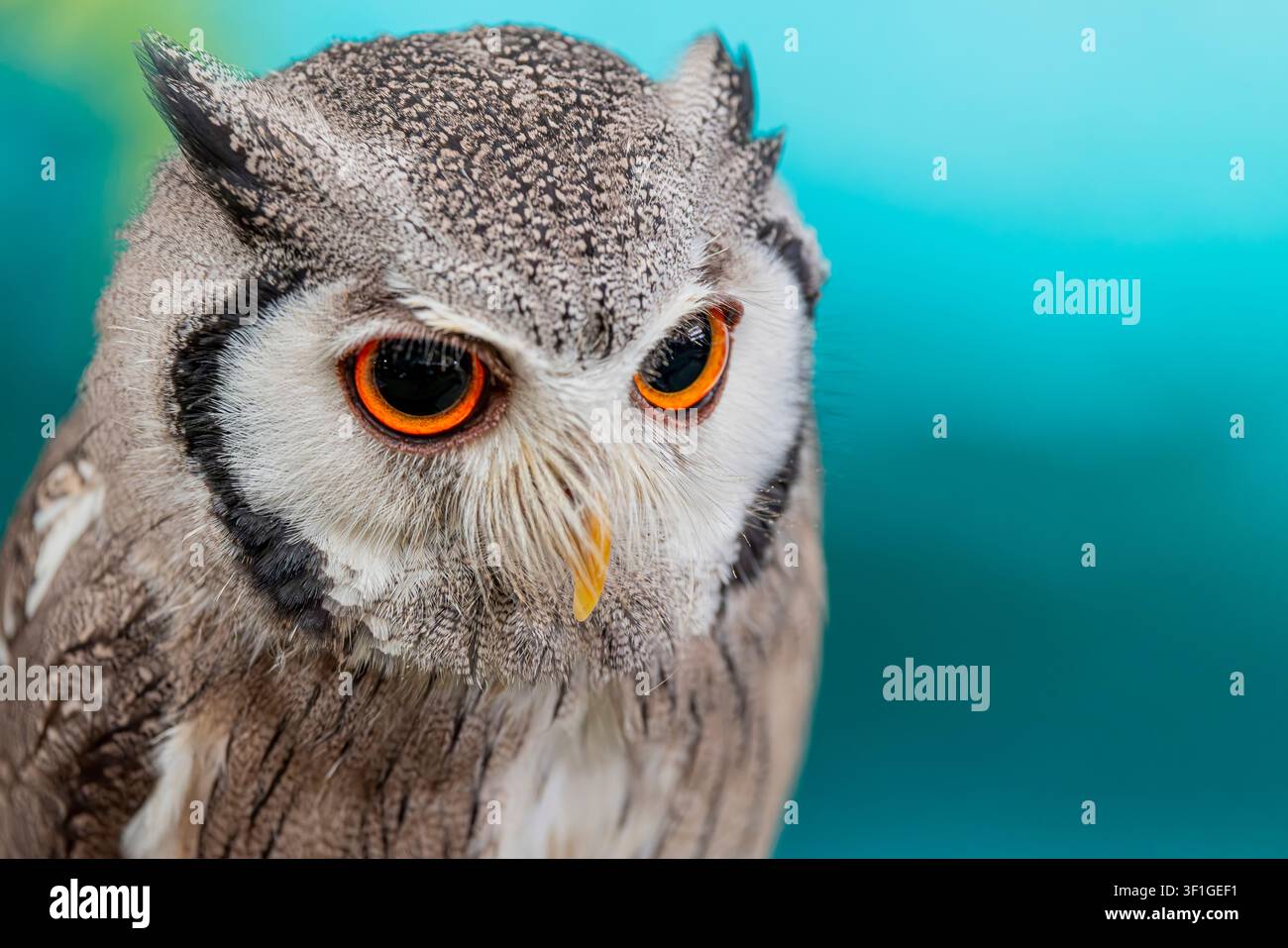 Un gufo dalla faccia bianca settentrionale (Ptilopsis leucotis) si appollaia tranquillamente, mostrando il suo sorprendente disco facciale, il piumaggio criptico e gli occhi arancioni luminosi. Foto Stock