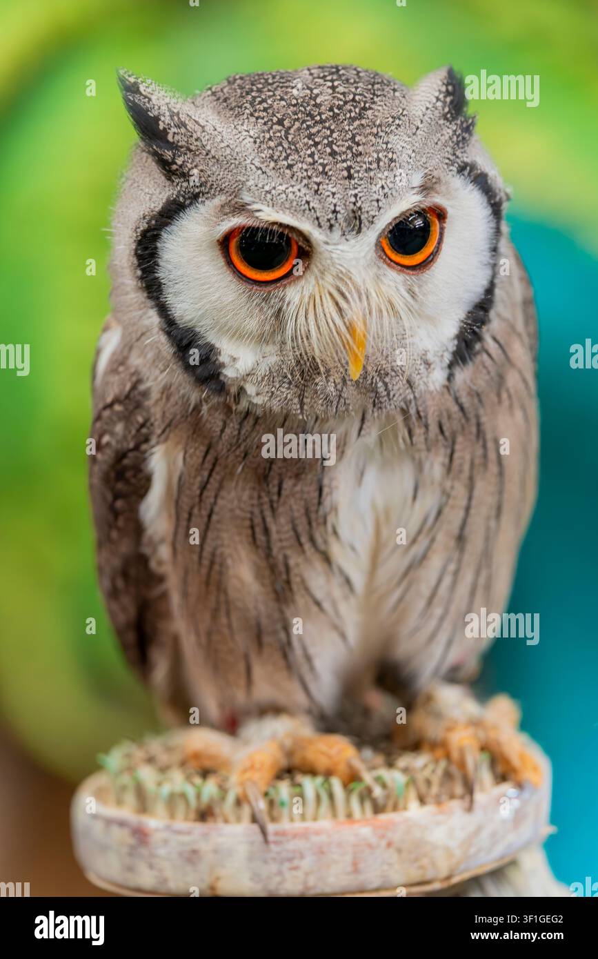 Un gufo dalla faccia bianca settentrionale (Ptilopsis leucotis) si appollaia tranquillamente, mostrando il suo sorprendente disco facciale, il piumaggio criptico e gli occhi arancioni luminosi. Foto Stock