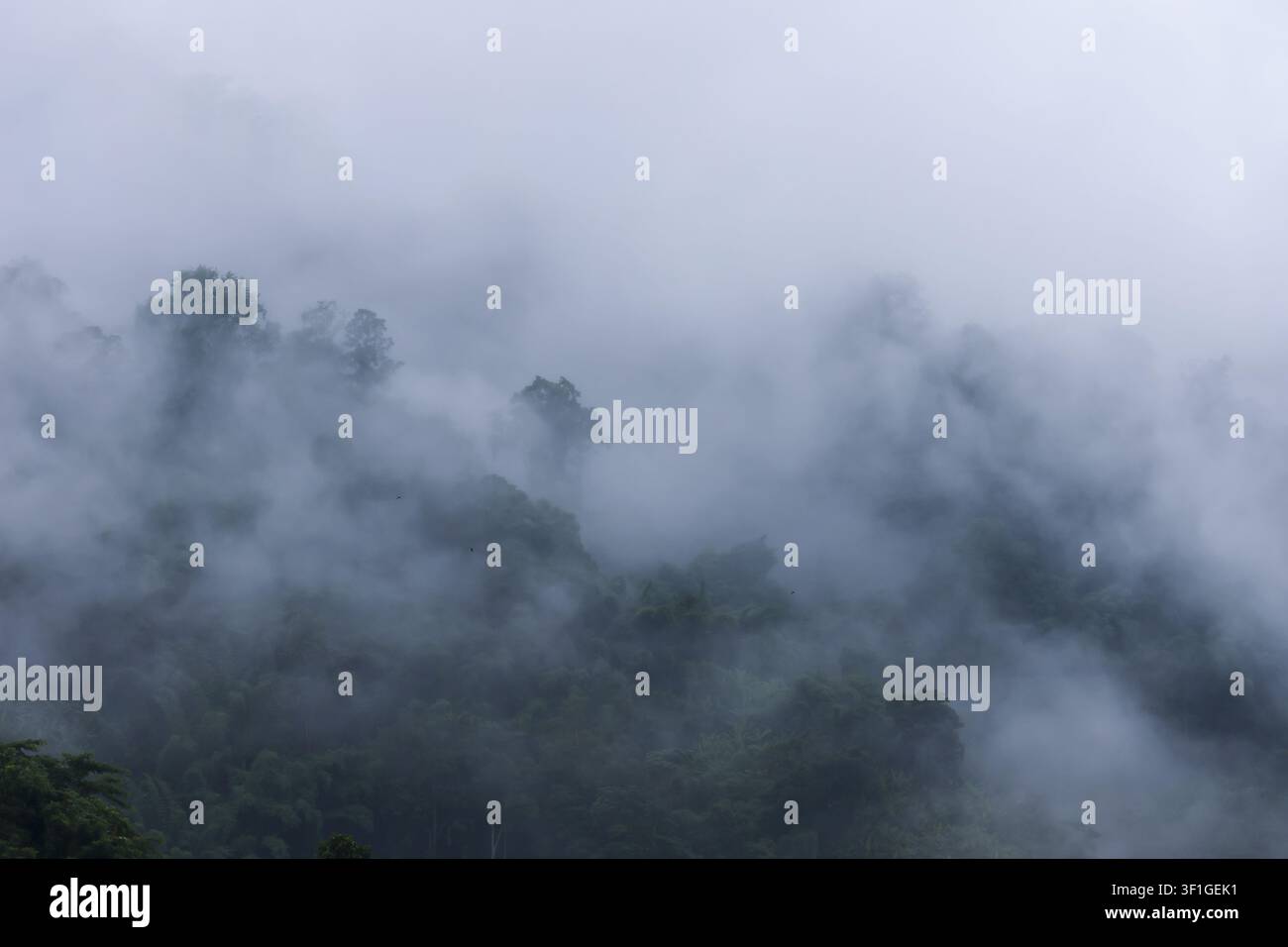 Una mattina nebbiosa in una foresta di montagna, la nebbia avvolta sugli alberi sempreverdi crea un paesaggio atmosferico misterioso con una luce diffusa soffusa e toni freddi Foto Stock