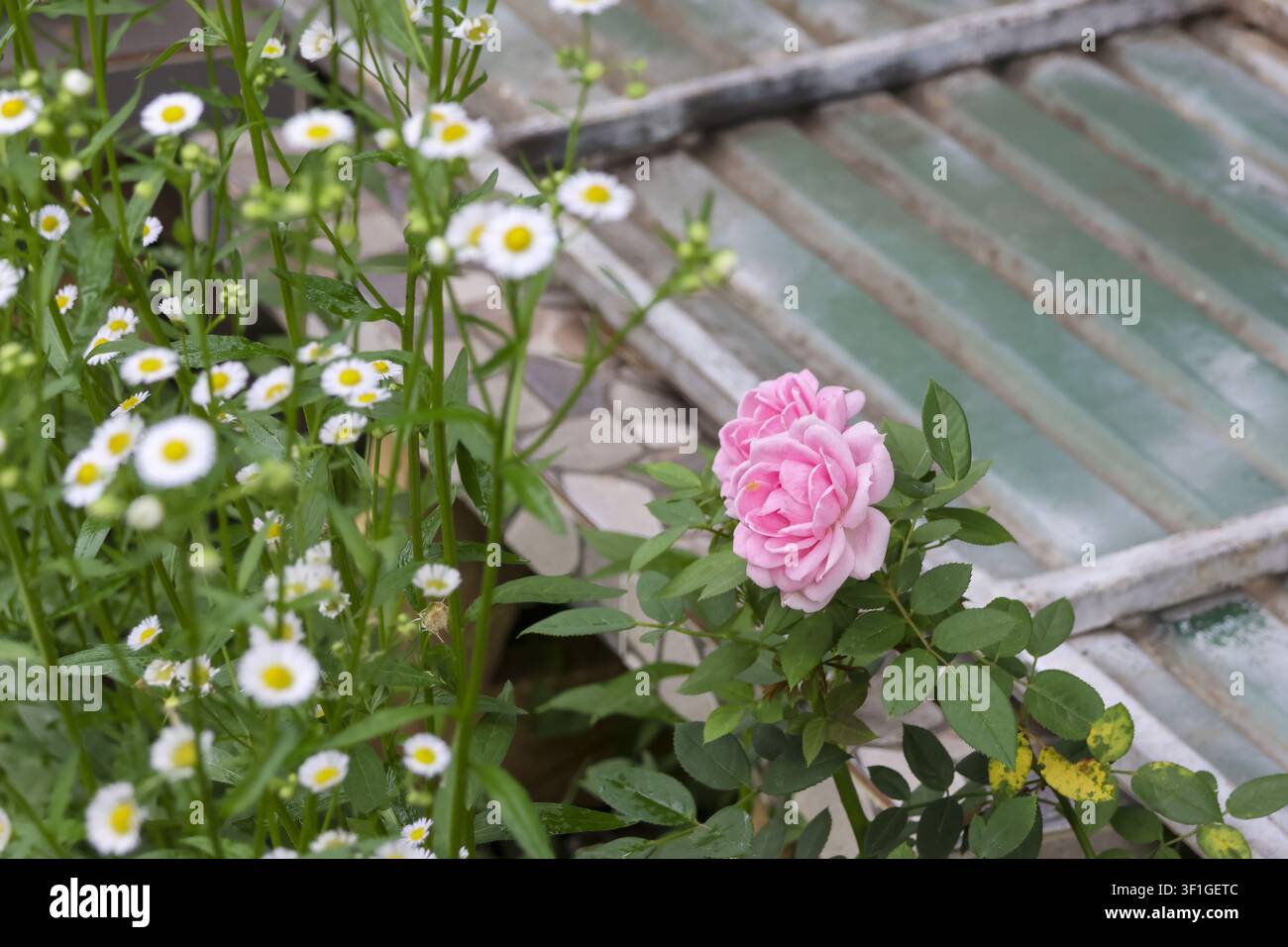 Una rosa da giardino rosa circondata da piccoli fiori bianchi di margherita e foglie verdi vicino a una cornice di finestra in metallo consumata, luce naturale soffusa e dolce romanticismo Foto Stock