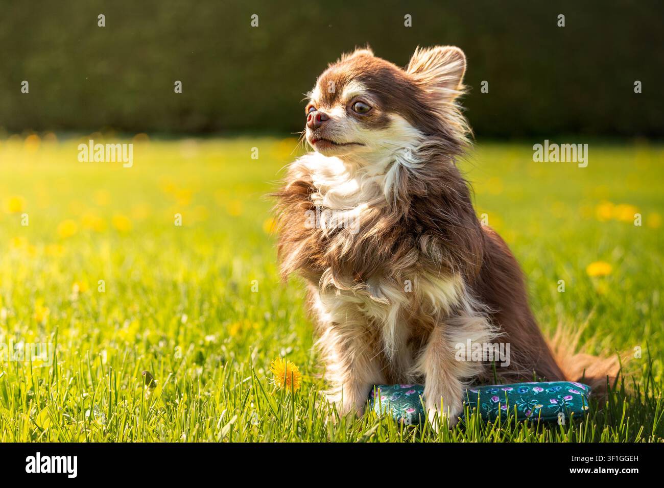 Chihuahua a pelo lungo e soffice seduto nell'erba illuminata dal sole Foto Stock