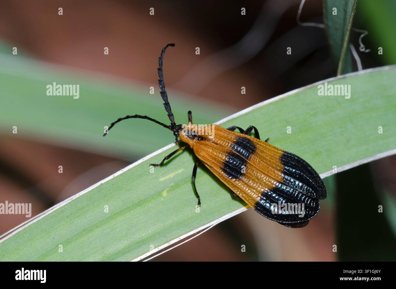 Scarabeo con reti a bande terminali, terminale Calopteron Foto Stock